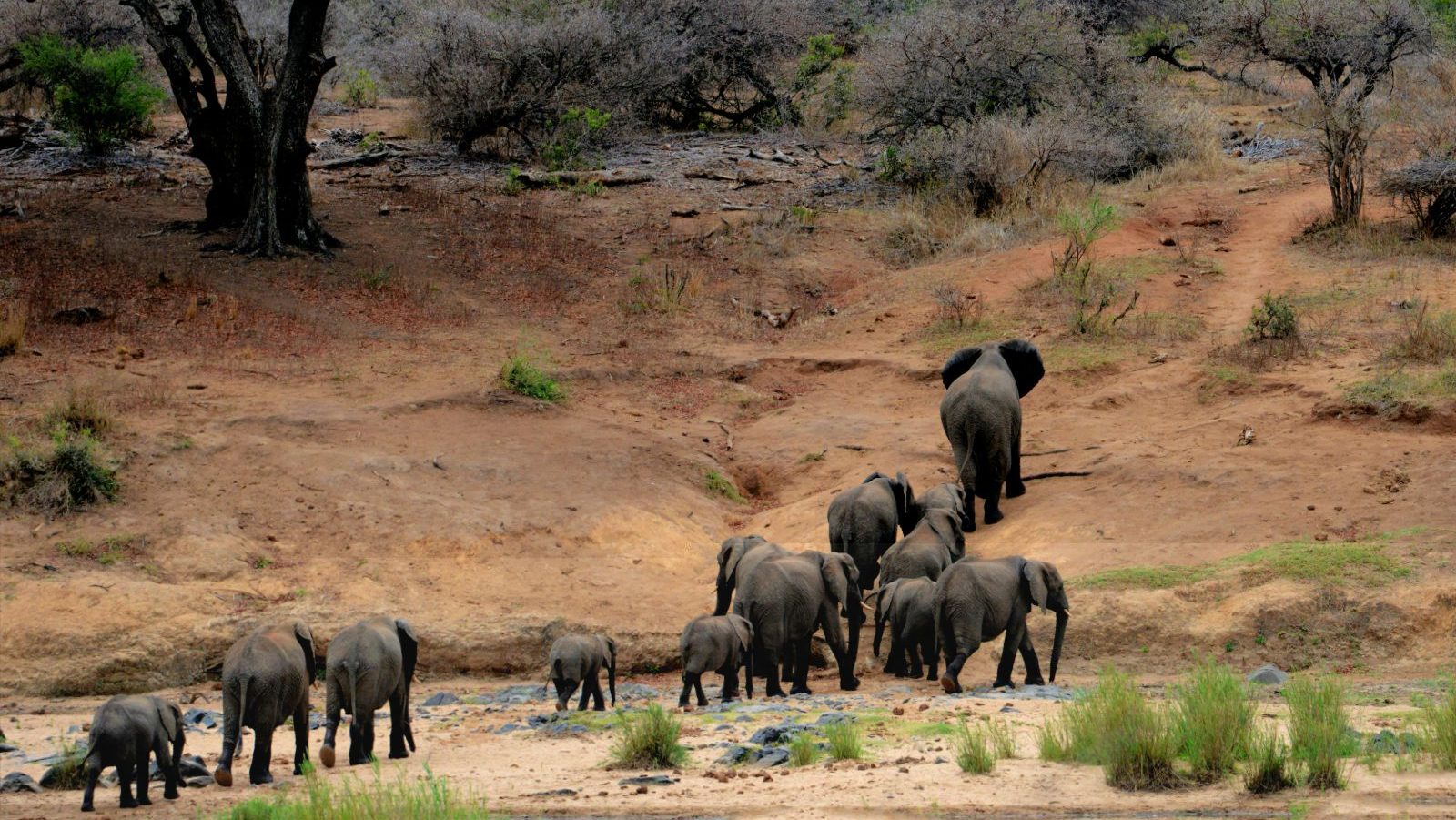 Rondreis Zuid- Afrika, Kruger National Park, olifant kudde