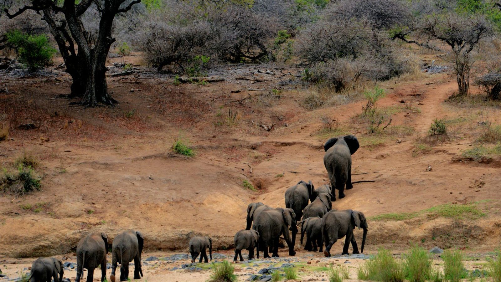 Rondreis Zuid- Afrika, Kruger National Park, olifant kudde