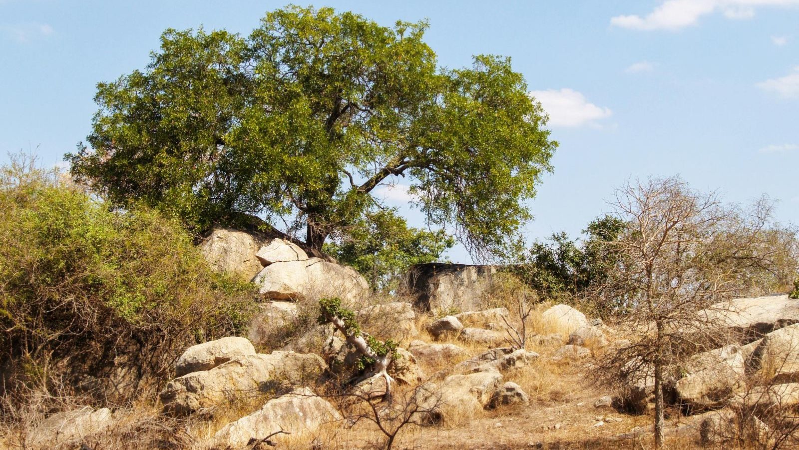 Rondreis Zuid- Afrika, Kruger National Park, rotsen en boom