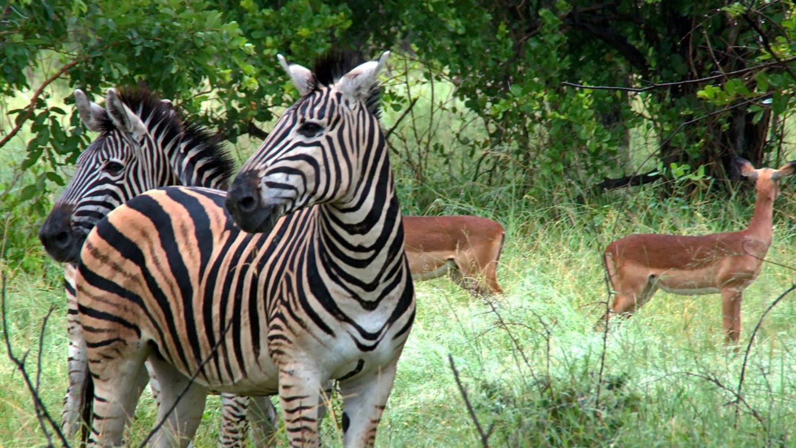 Rondreis Zuid- Afrika, Kruger National Park, zebra en nyala