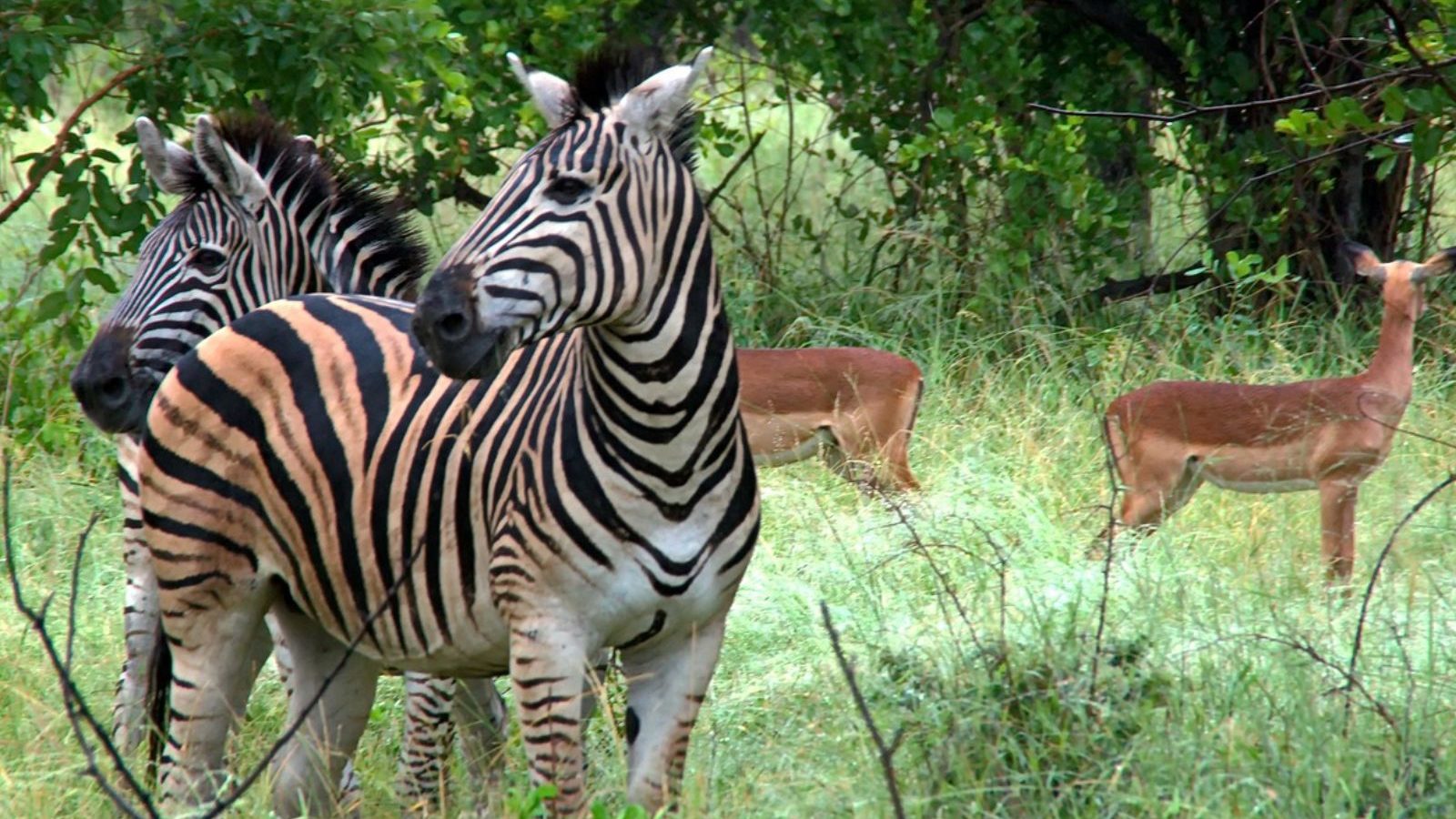 Rondreis Zuid Afrika Kruger nationaal park zebra en Nyala in het gras
