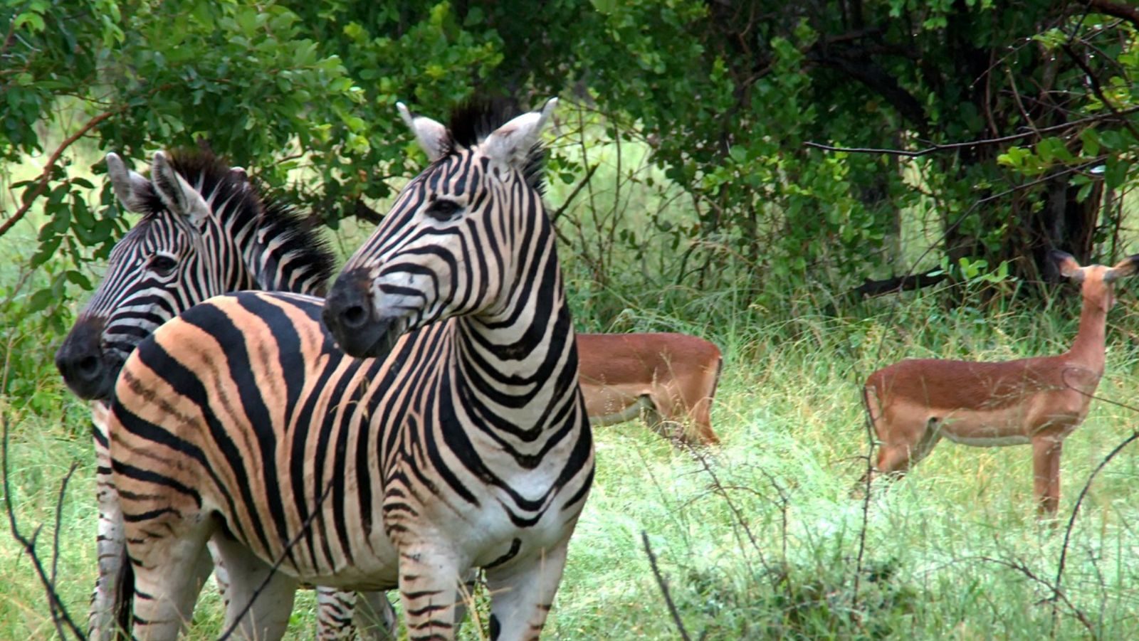 Rondreis Zuid- Afrika, Kruger National Park, zebra en nyala