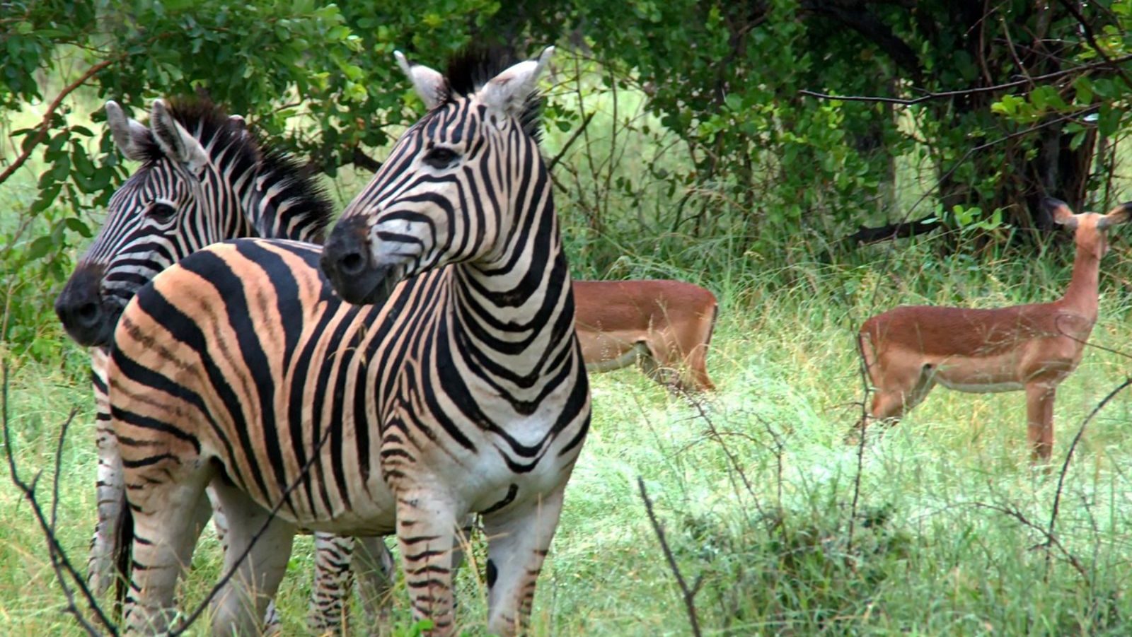 Rondreis Zuid- Afrika, Kruger National Park, zebra en nyala