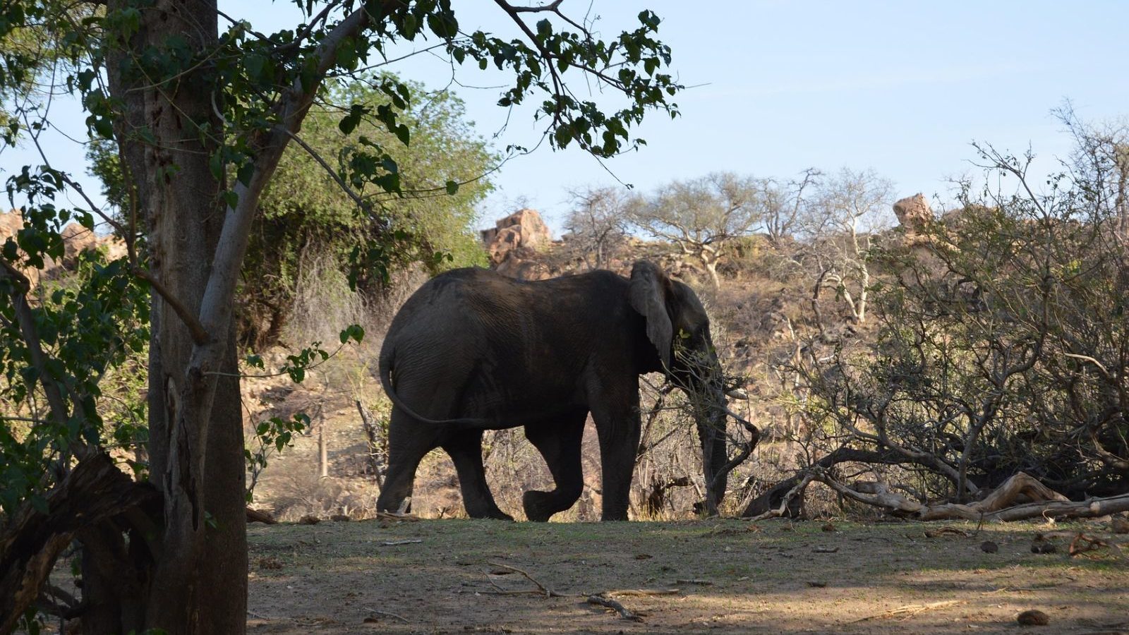 Rondreis Zuid-Afrika, Mapungubwe National Park, olifant tussen de bomen