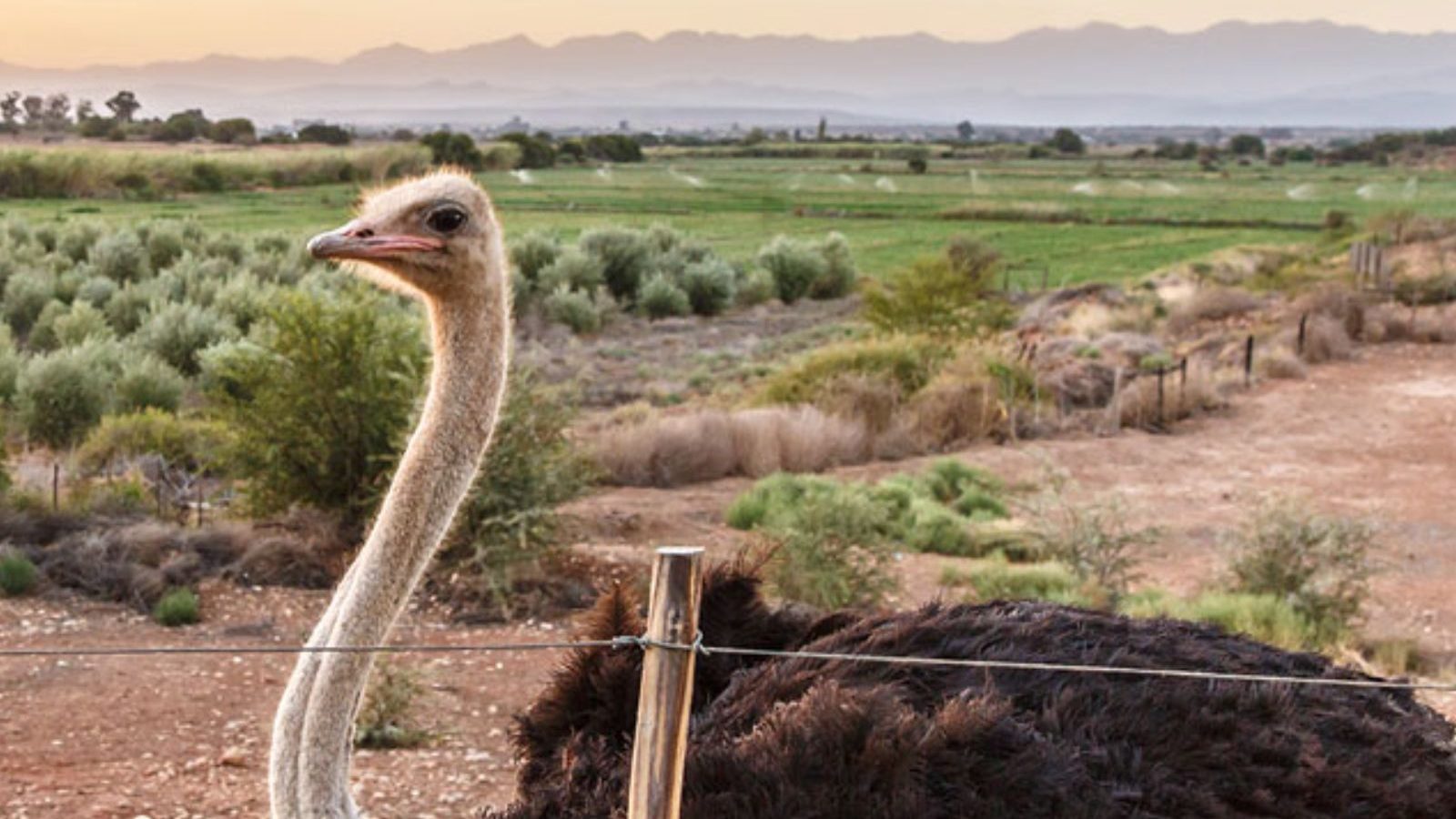 Rondreis Zuid-Afrika, Oudtshoorn, struisvogel