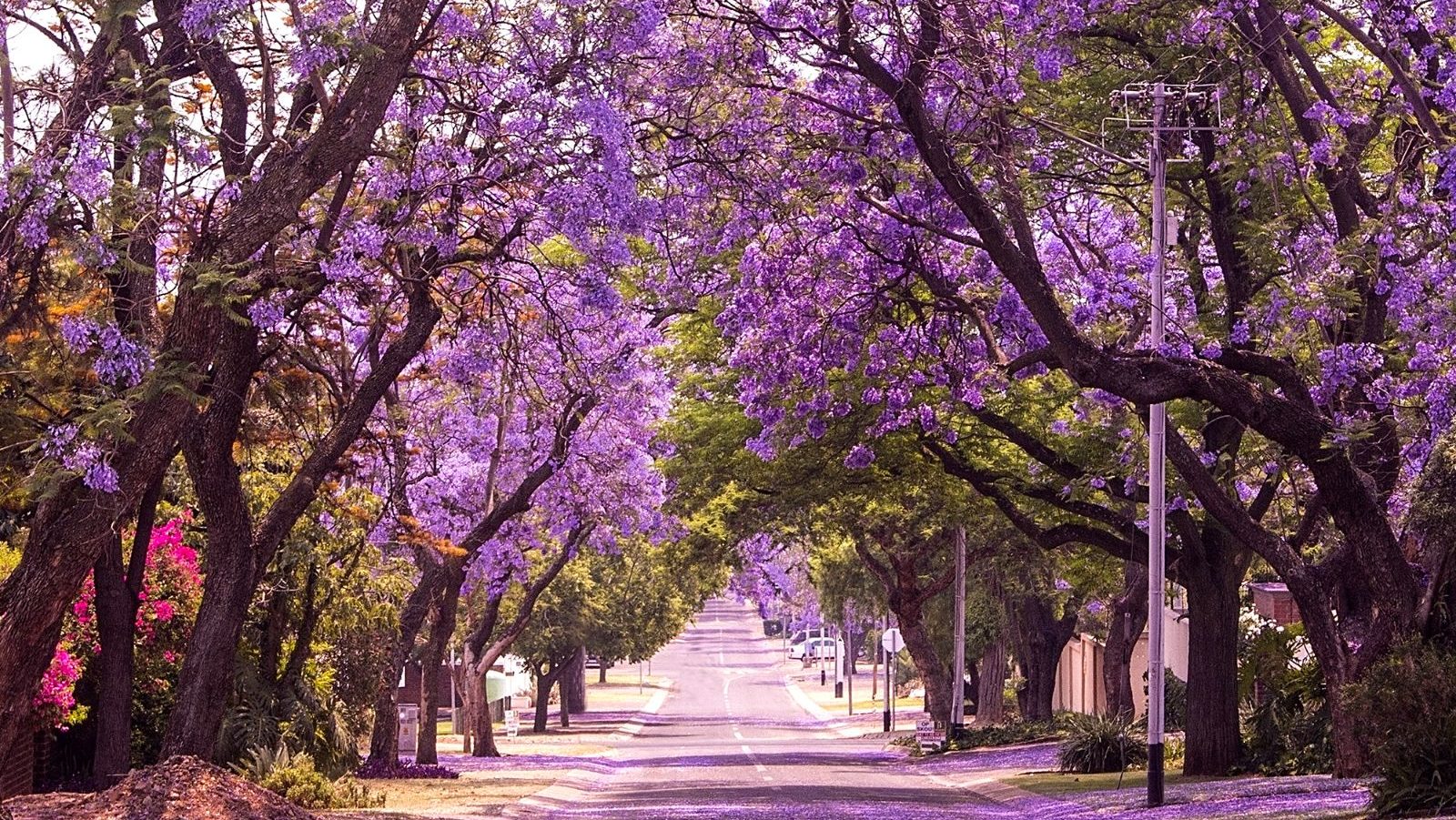 Rondreis Zuid- Afrika, Pretoria, Jacaranda Boom