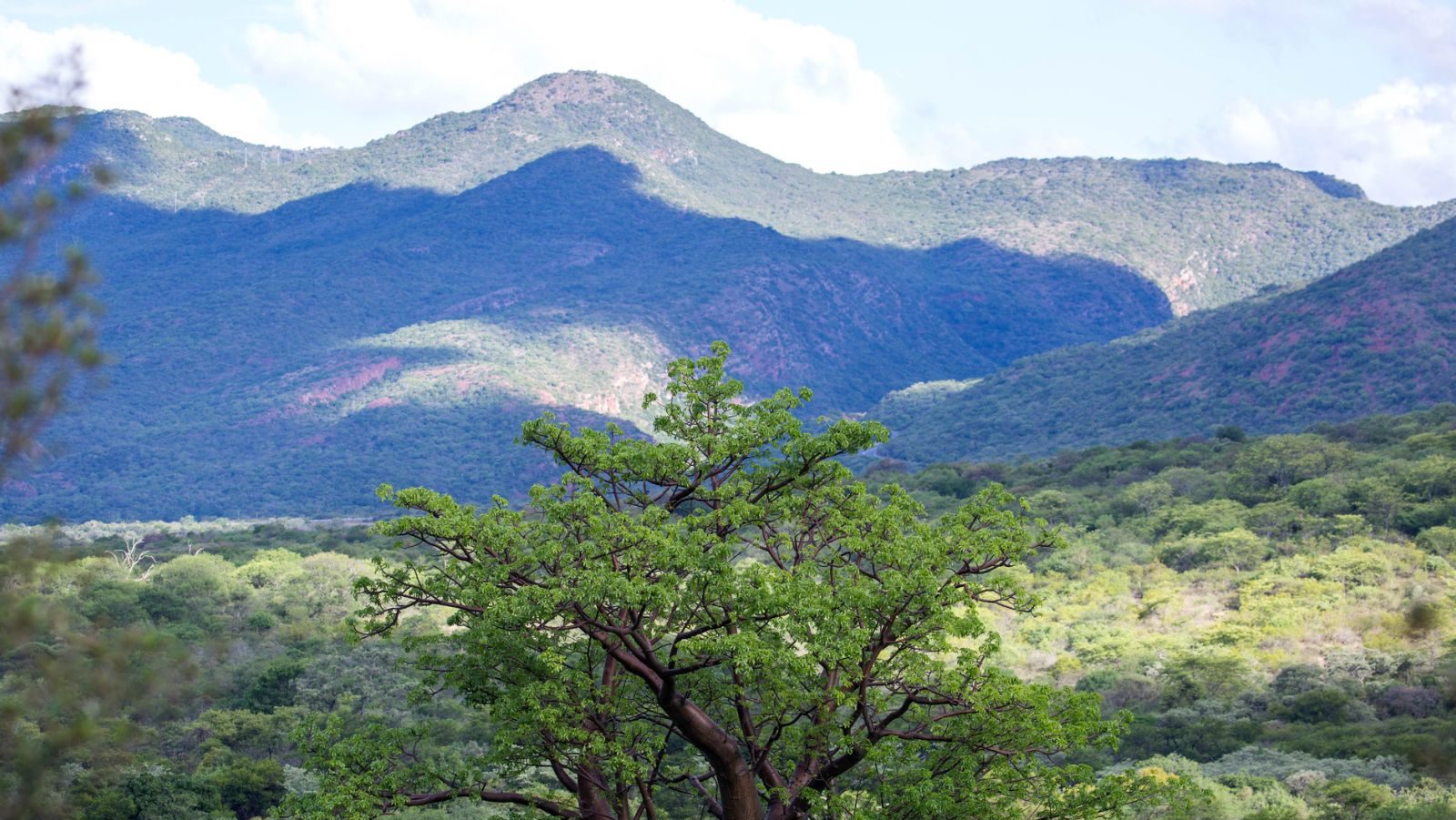 Rondreis Zuid-Afrika, Soutpansberg, Baobab boom in de vallei
