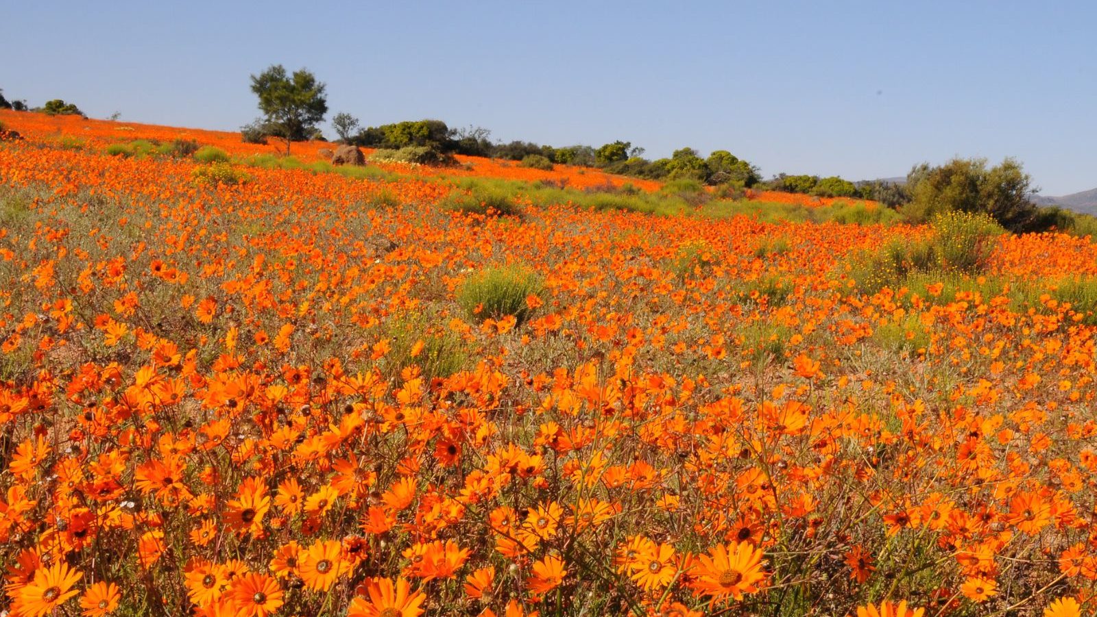 Rondreis Zuid-Afrika, Springbok, Namaqua NP in bloei