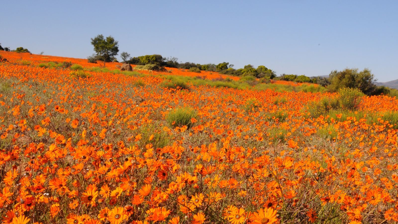 Rondreis-Zuid-Afrika-Springbok-Namaqua-NP-in-bloei