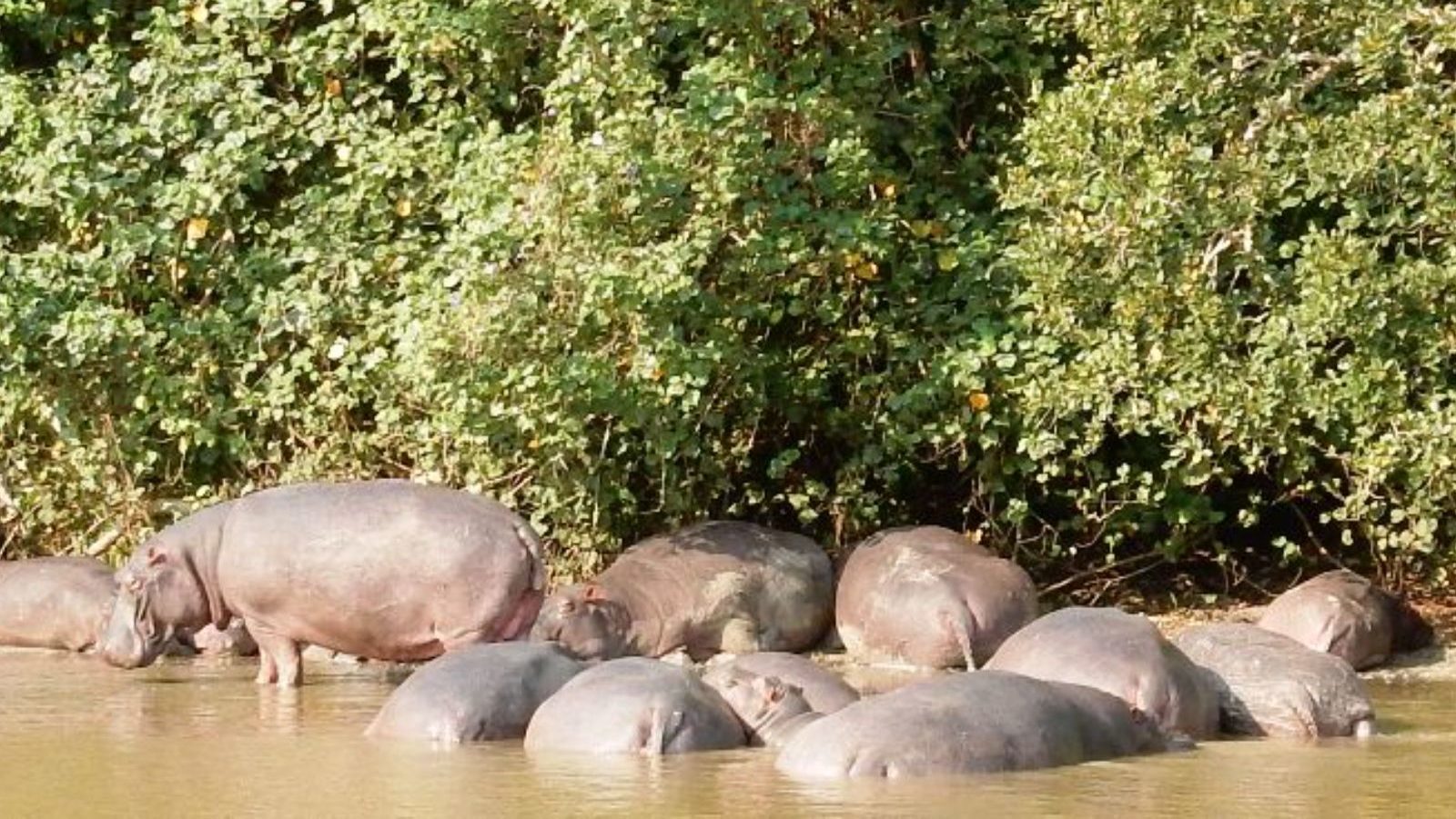 Rondreis Zuid- Afrika, St. Lucia, nijlpaarden in het water met bomen er achter