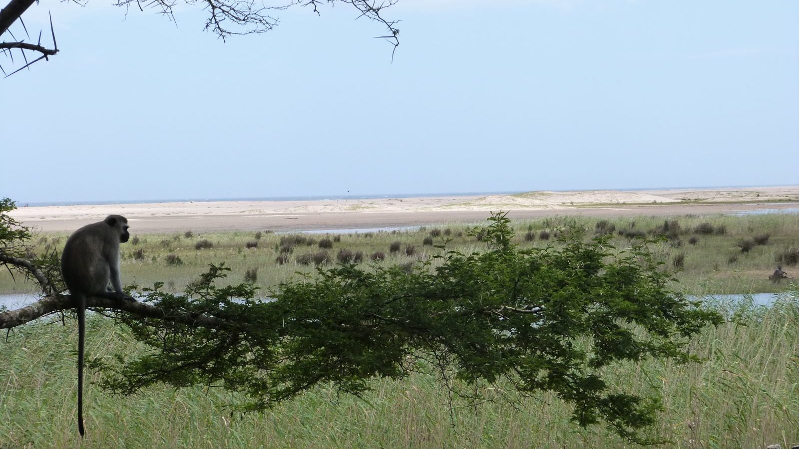 Rondreis Zuid- Afrika, St. Lucia, vallei met aap en boom