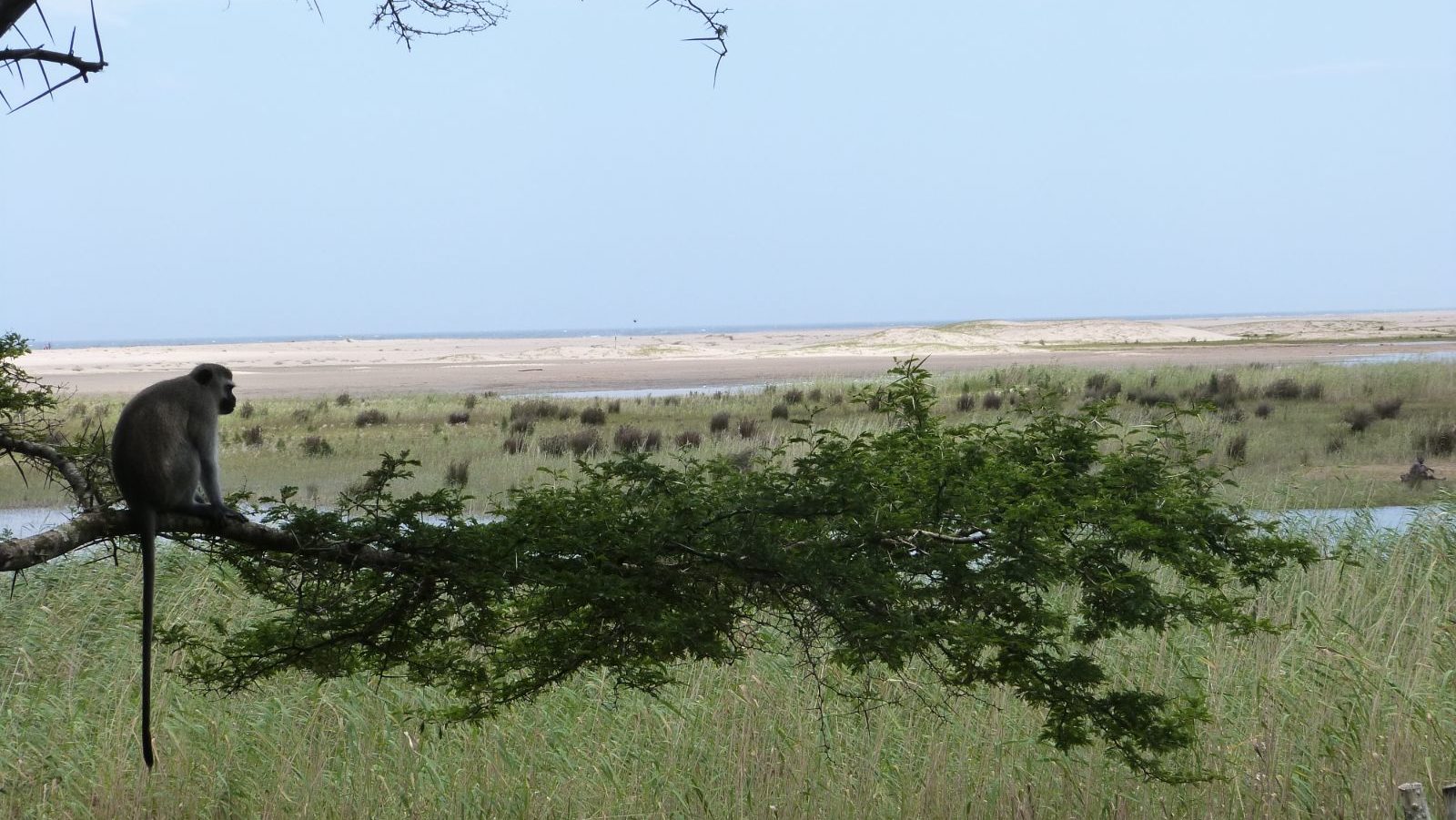 Rondreis Zuid- Afrika, St. Lucia, vallei met aap en boom