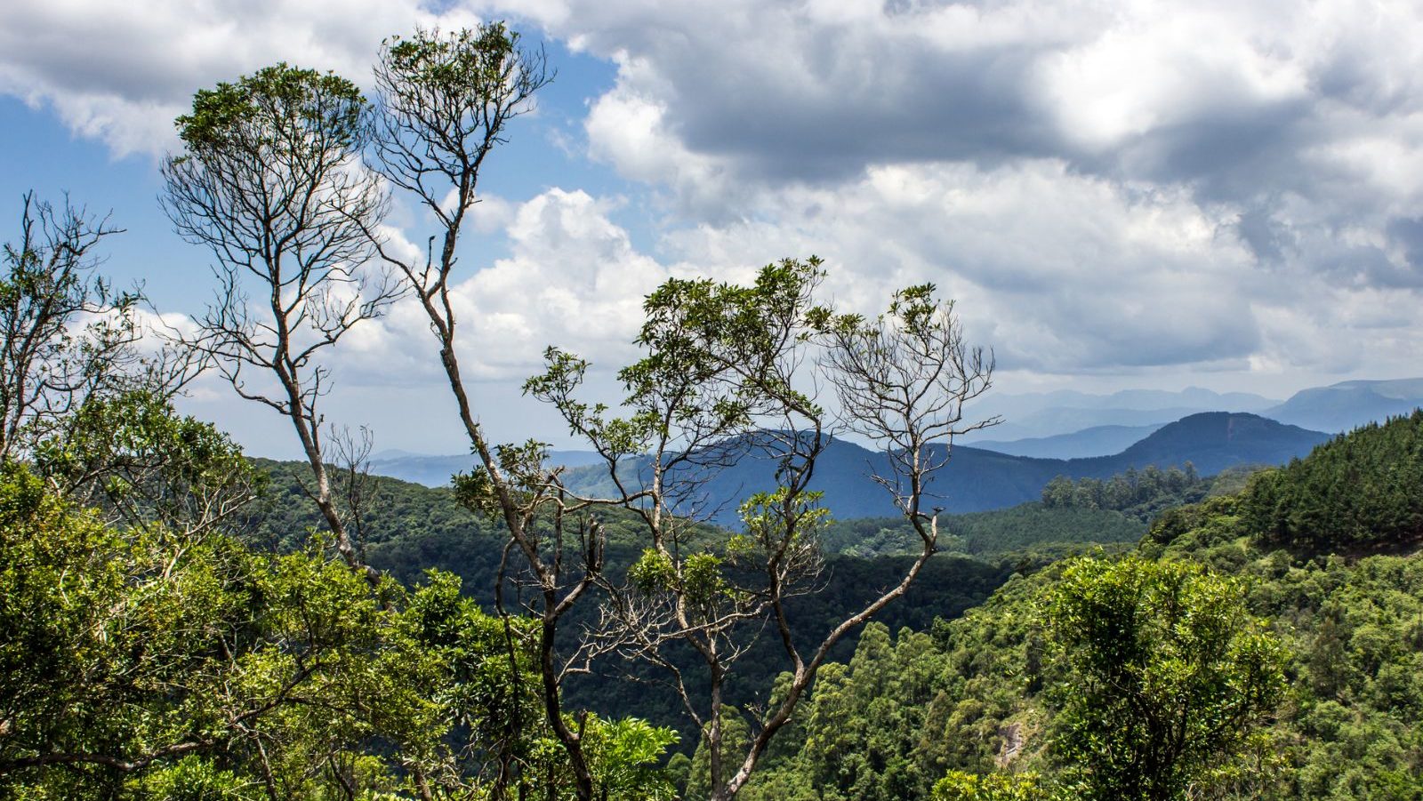 Rondreis Zuid-Afrika, Tzaneen en Magoebaskloof, takken die uitsteken boven Afromontane forest
