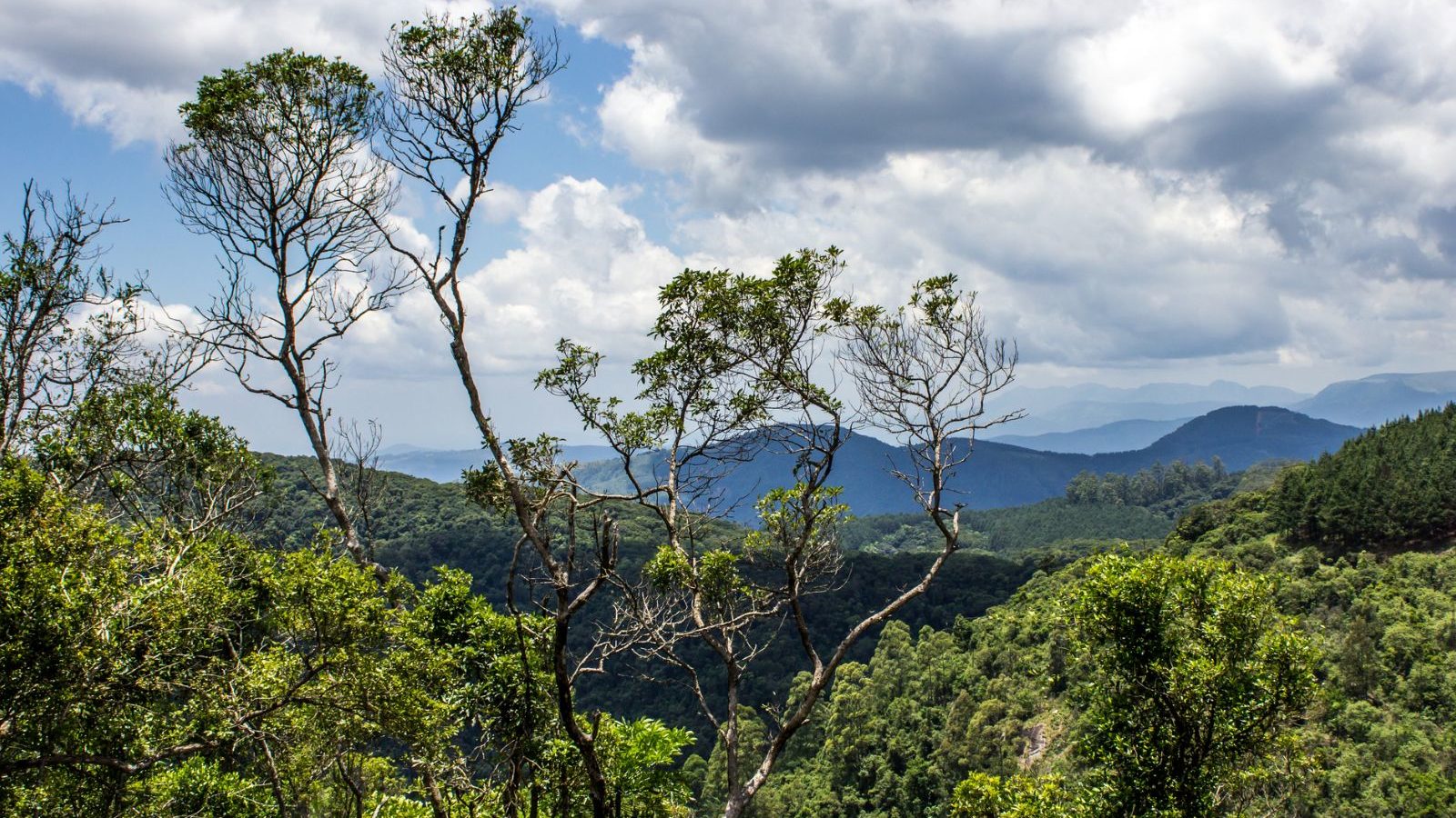 Rondreis-Zuid-Afrika-Tzaneen-en-Magoebaskloof-takken-die-uitsteken-boven-Afromontane-forest