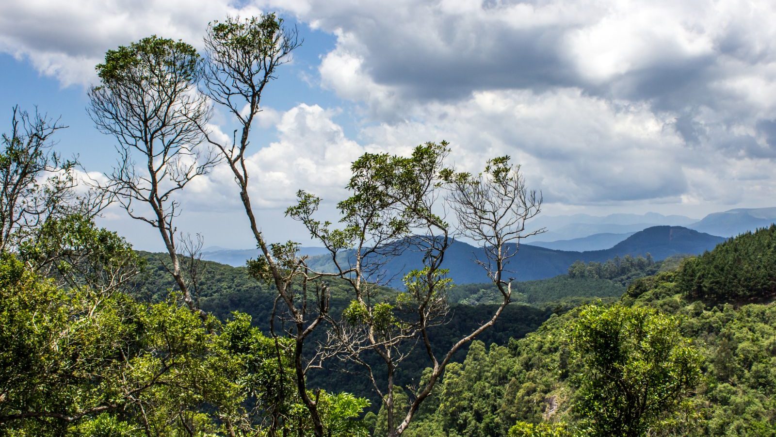 Rondreis Zuid-Afrika, Tzaneen en Magoebaskloof, takken die uitsteken boven Afromontane forest