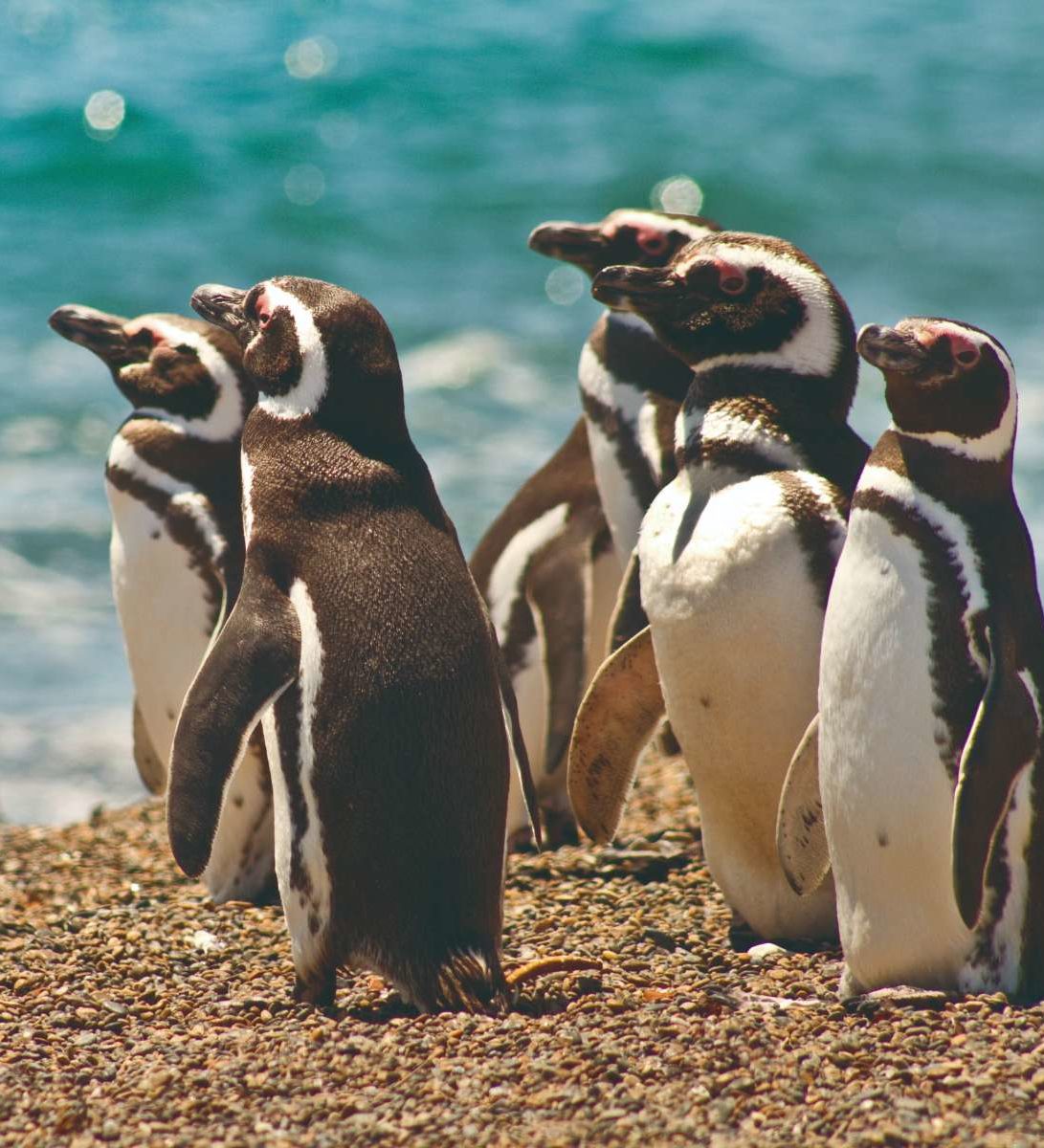 rondreis-argentinie-valdes-puerto-madryn-pinguïns
