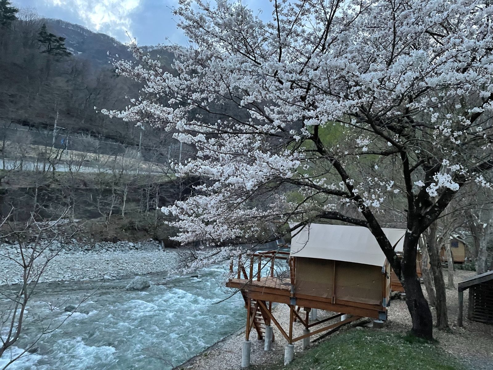 Rondreis Japan, Minakami, Riverside Oasis Glamping tent bij rivier met bloesem