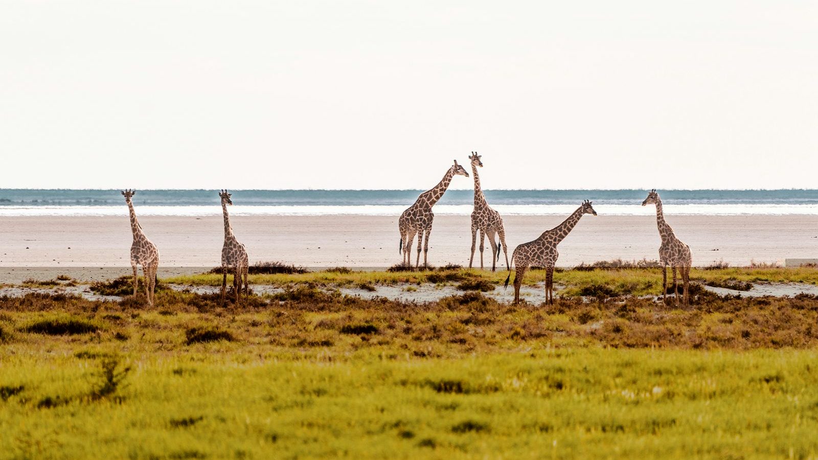 rondreis, namibie, etosha national park, giraffen bij waterplek
