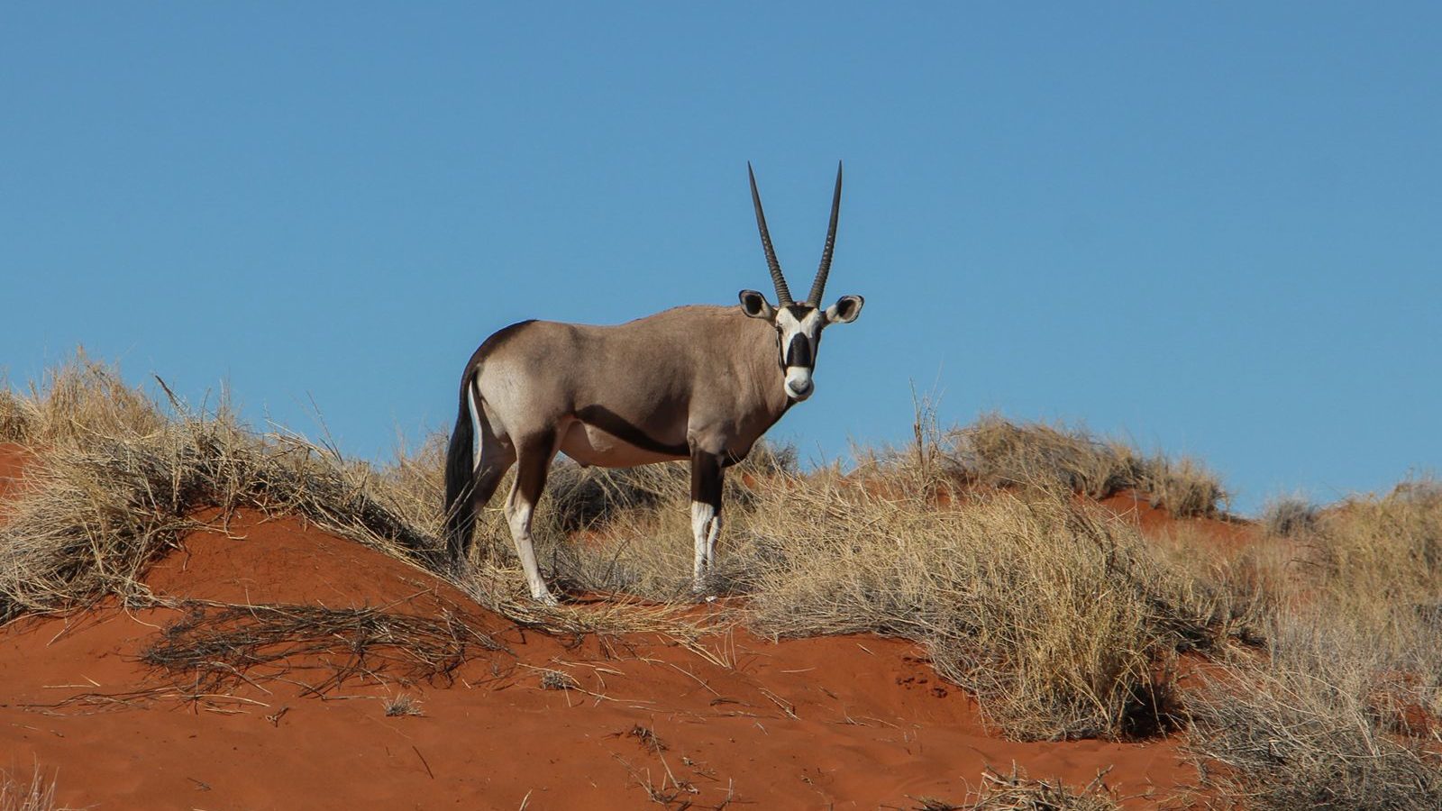 rondreis-namibie-namibrand-gemsbok