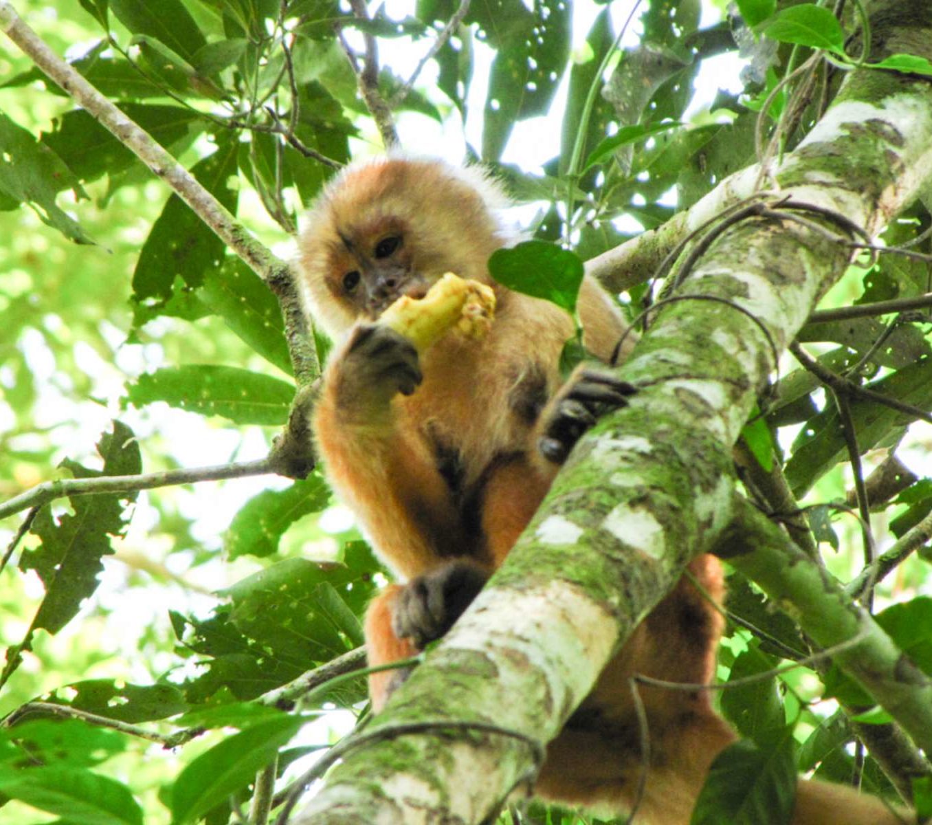 rondreis peru - amazone jungle - aap