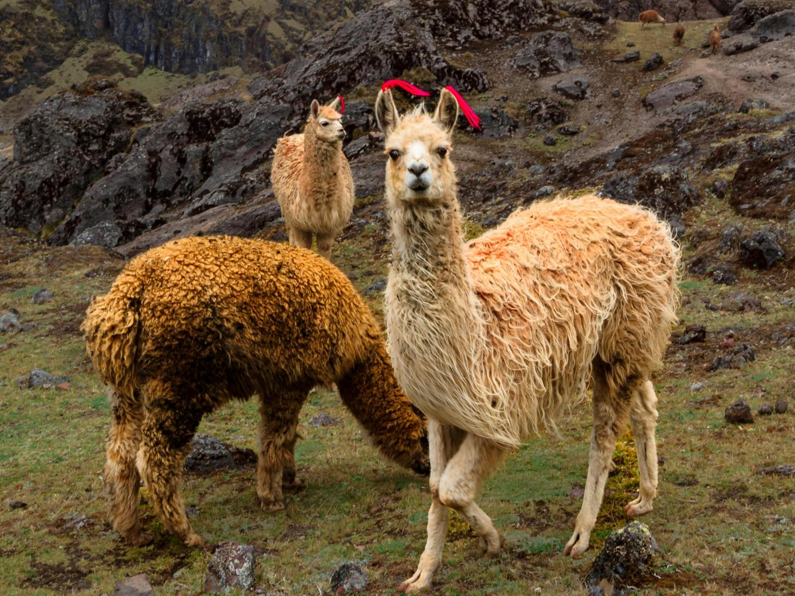 rondreis peru- lares trekking 1