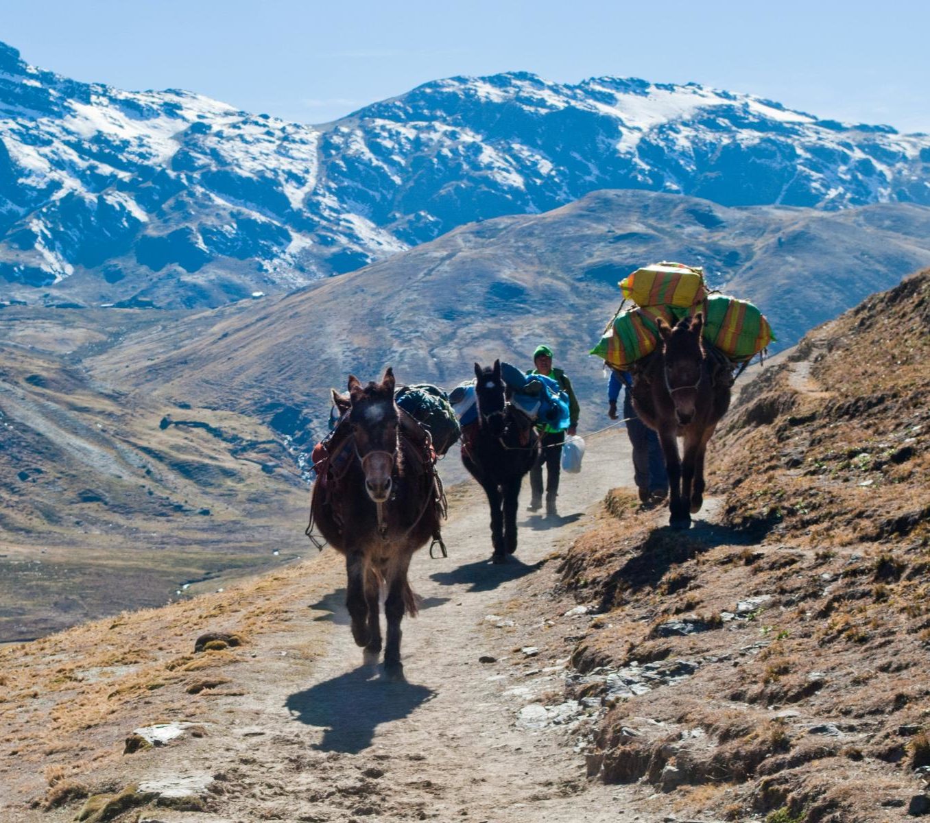 rondreis peru - lares trekking naar machu picchu - paarden