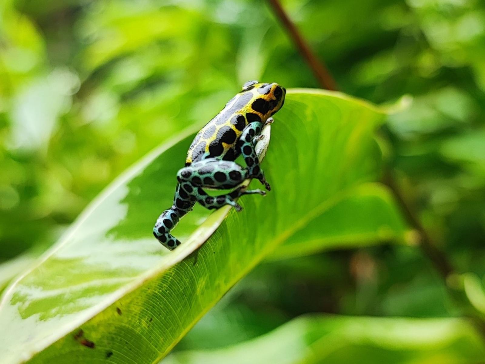 rondreis peru - tarapoto jungle pumarinri amazon lodge - frog