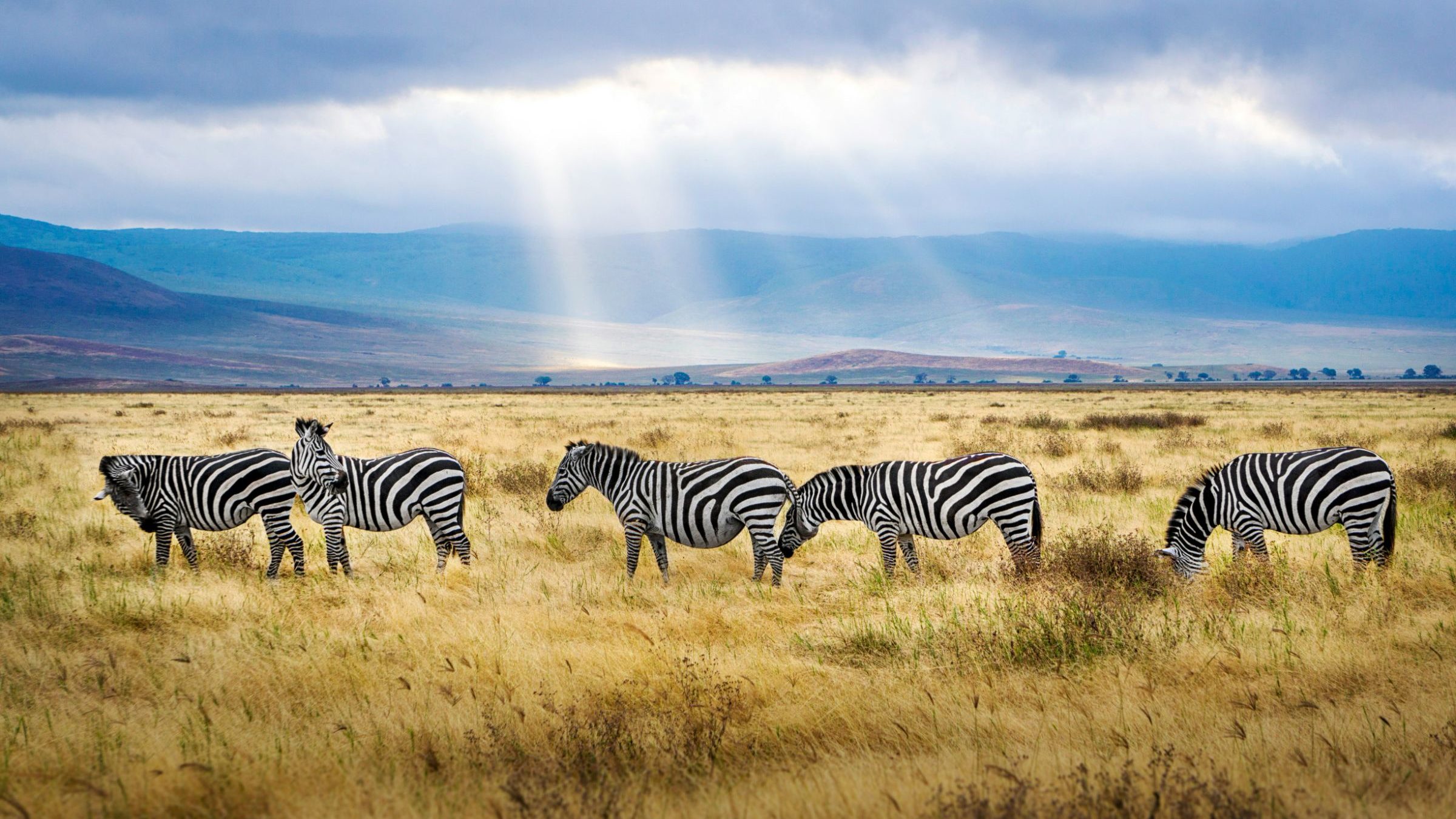 rondreis tanzania ngorongoro krater zebras tijdens safari