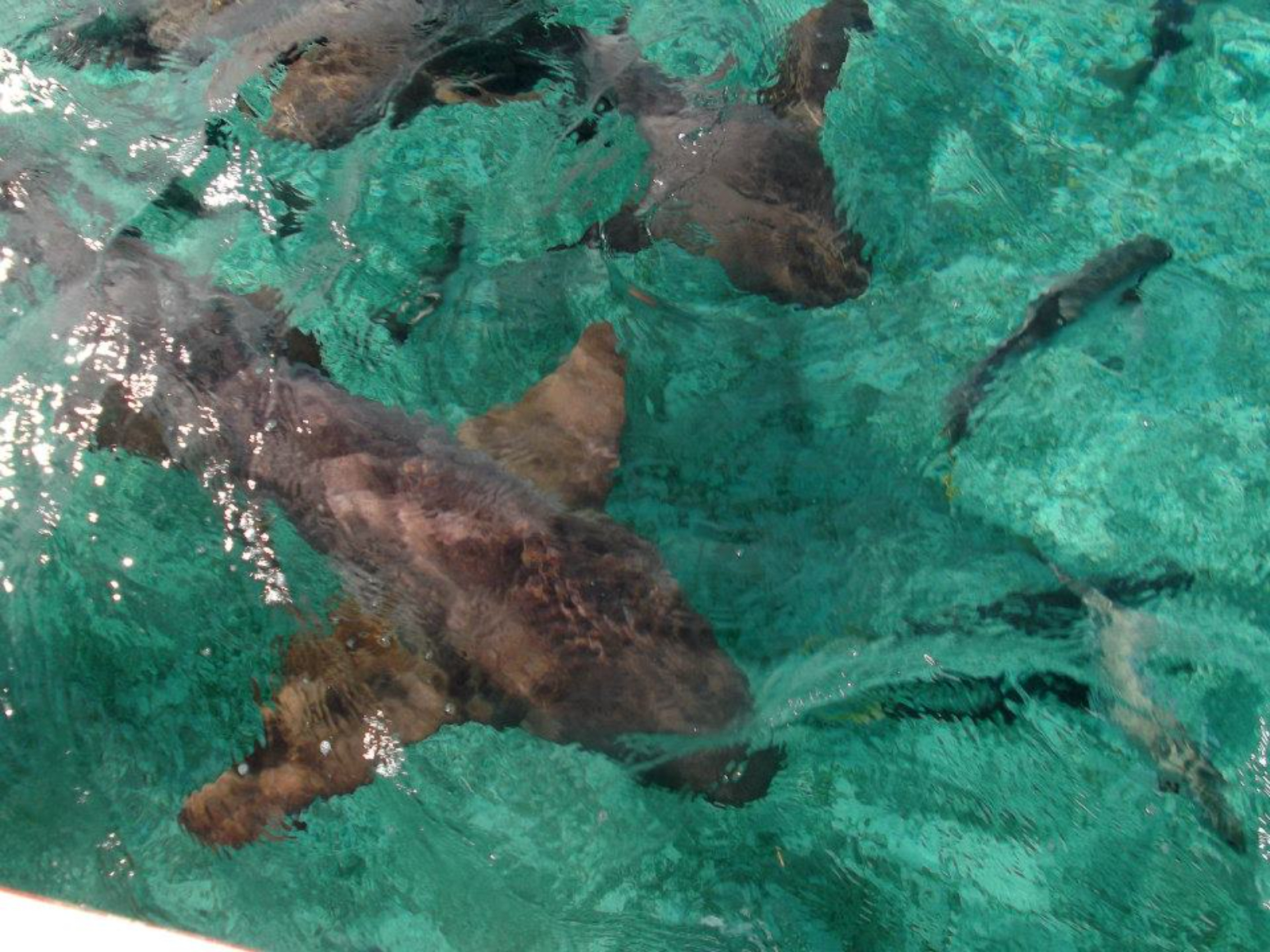 Rondreis Belize, Caye Caulker, onderwaterleven