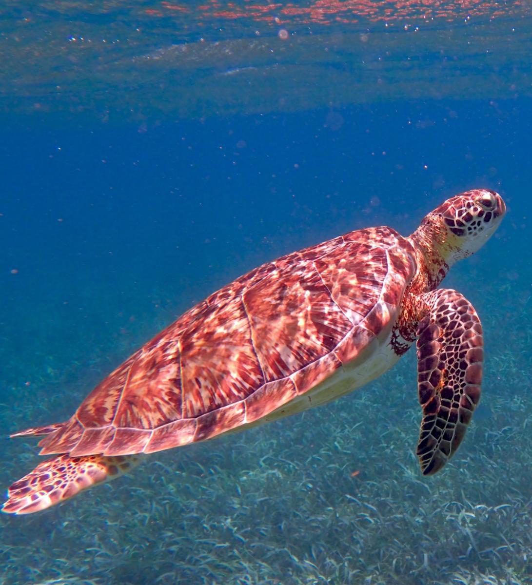 Rondreis Belize, Caye Caulker, rode schildpad in zee