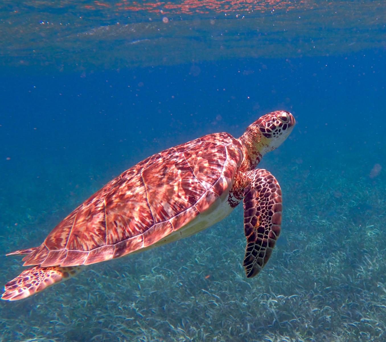 Rondreis Belize, Caye Caulker, rode schildpad in zee