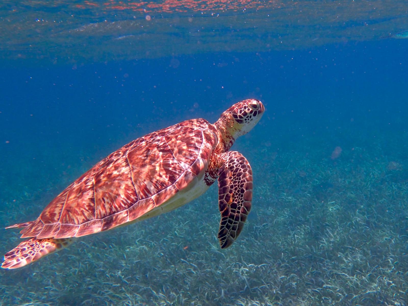 Rondreis Belize, Caye Caulker, rode schildpad in zee