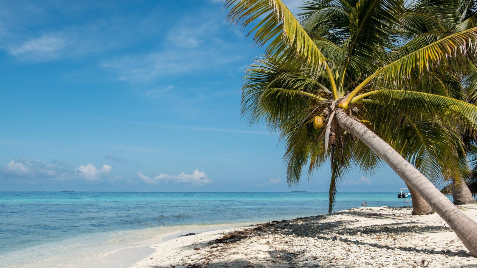 Rondreis Belize, Caye Caulker, strand met palmboom
