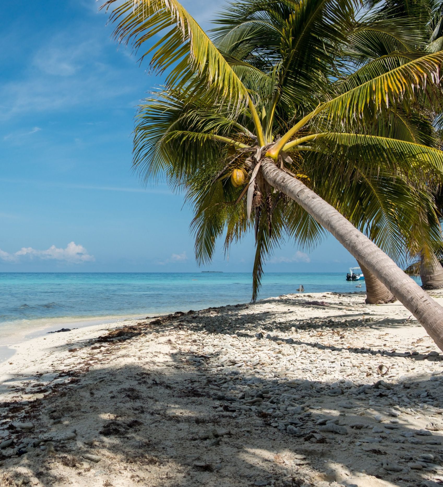 Rondreis-Belize-Caye-Caulker-strand-met-palmboom
