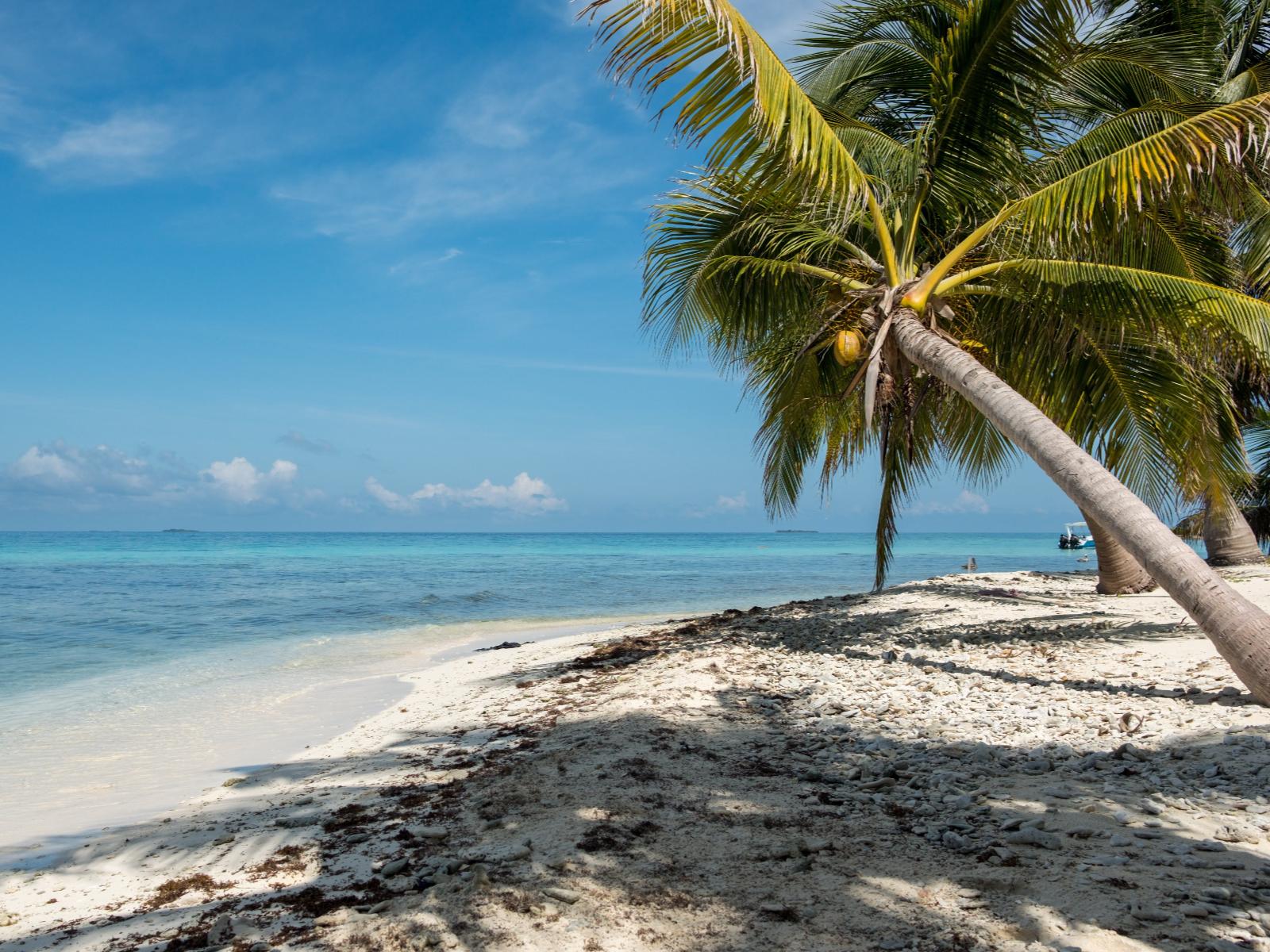 Rondreis Belize, Caye Caulker, strand met palmboom