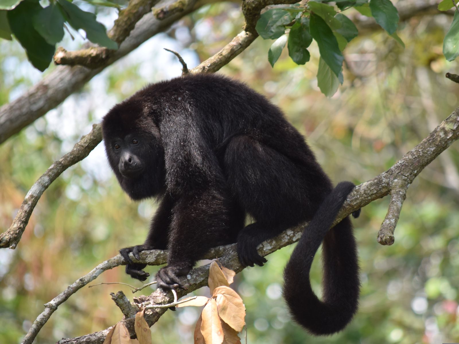 Rondreis Belize, San Ignacio, aap in boom
