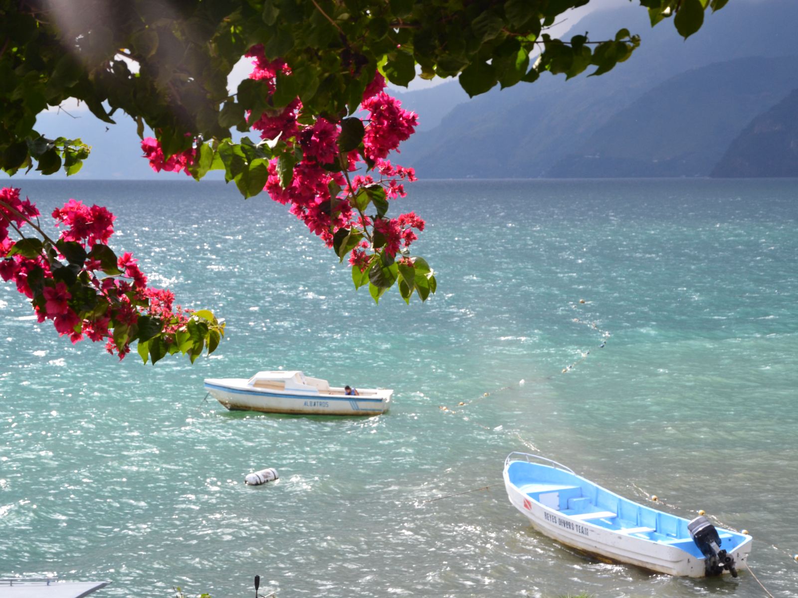 Rondreis Guatemala, Lake Atitlán Panajachel, bootjes op het meer met roze bloemen