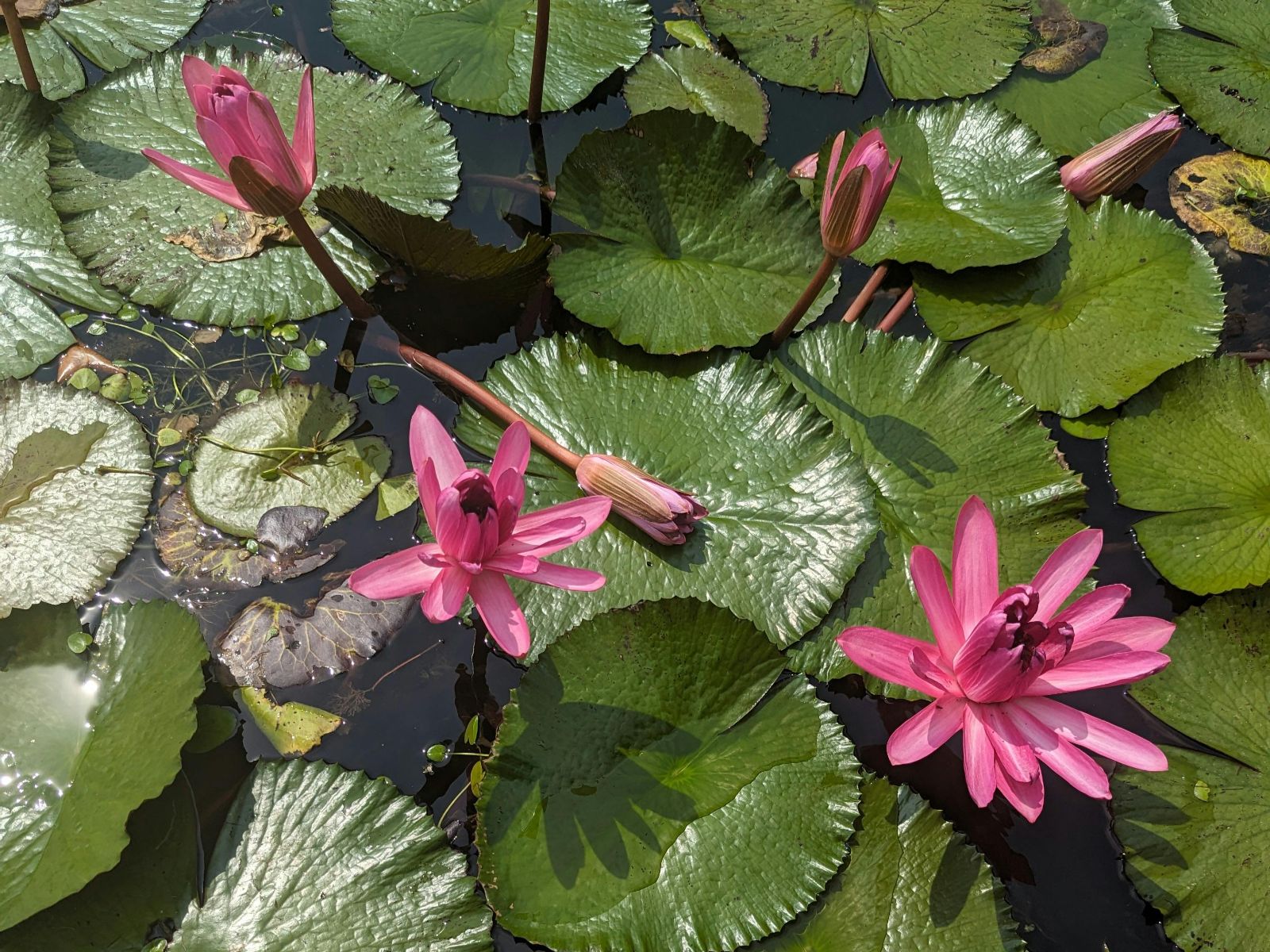 Rondreis Guatemala, Rio Dulce, blaadjes en bloem op rivier