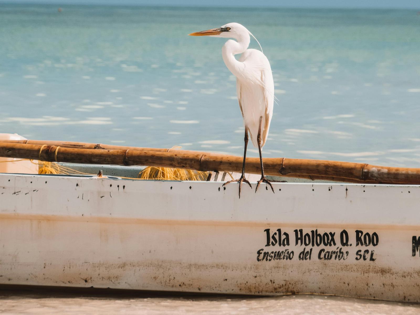 Rondreis Mexico, Isla Holbox, vogel op een tak