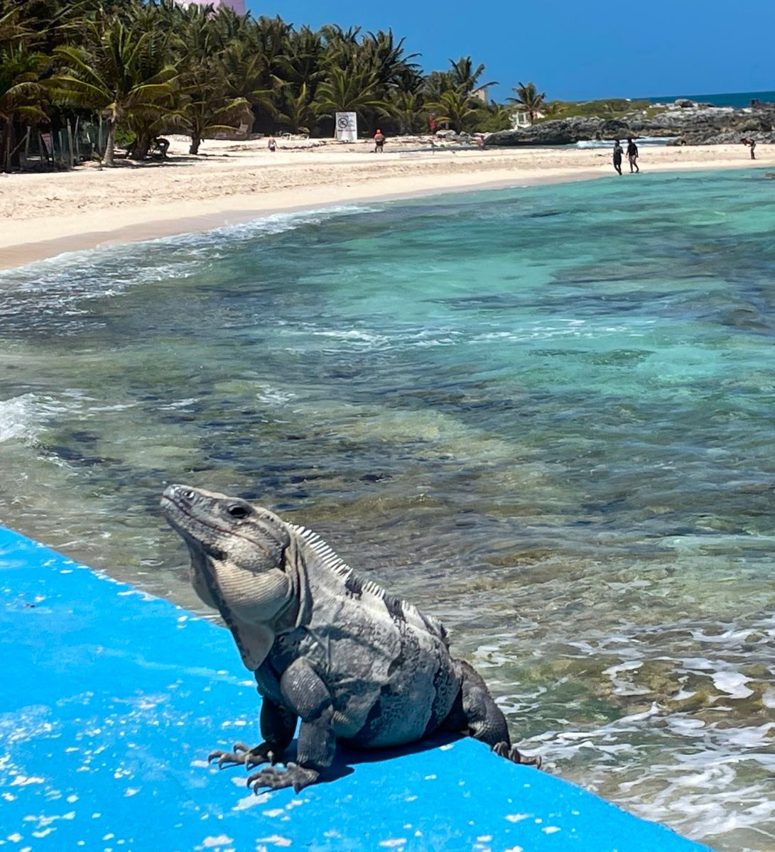 Rondreis Mexico, Isla Mujeres, leguaan bij de zee