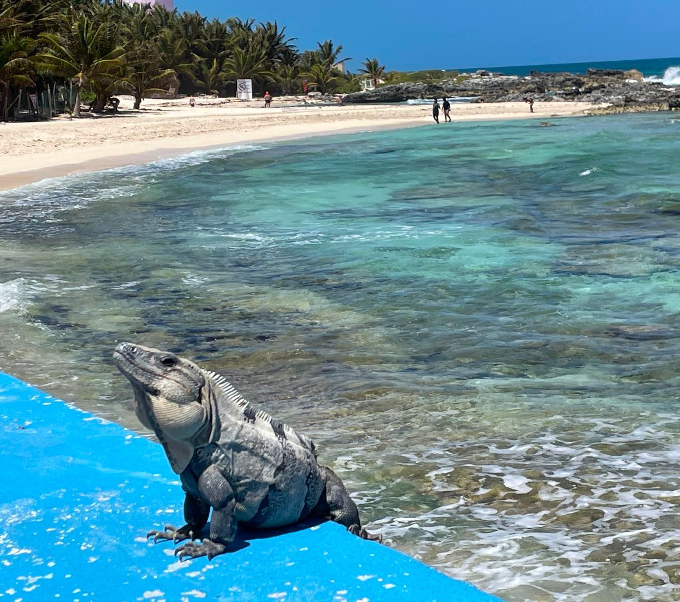 Rondreis Mexico, Isla Mujeres, leguaan bij de zee