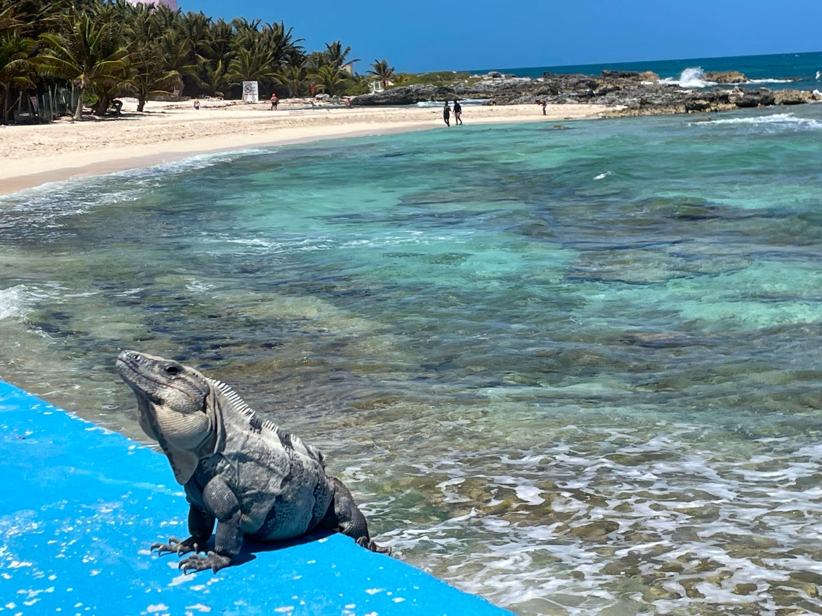Rondreis Mexico, Isla Mujeres, leguaan bij de zee