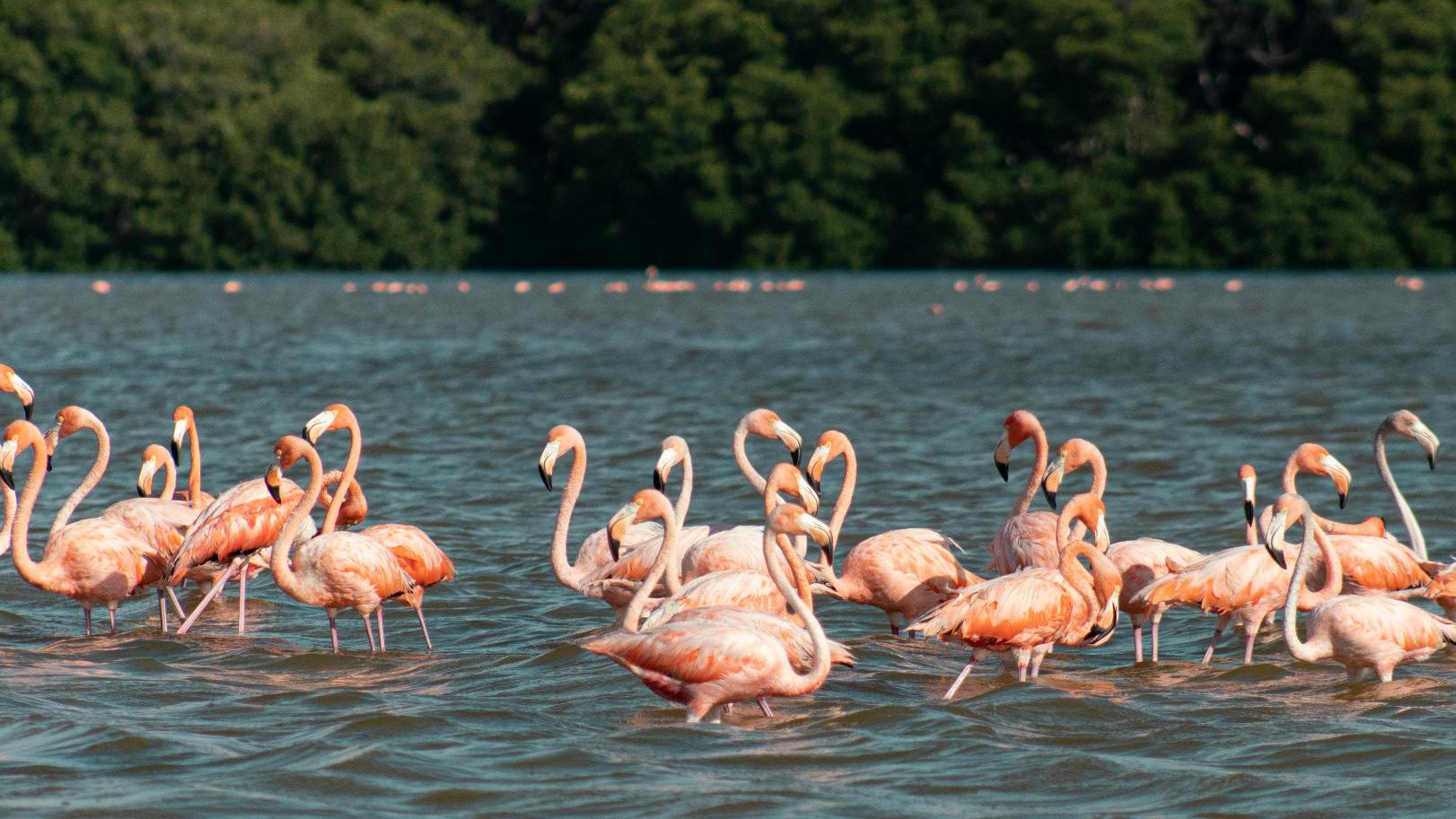 Rondreis Mexico, Mérida, Celestun flamingo's