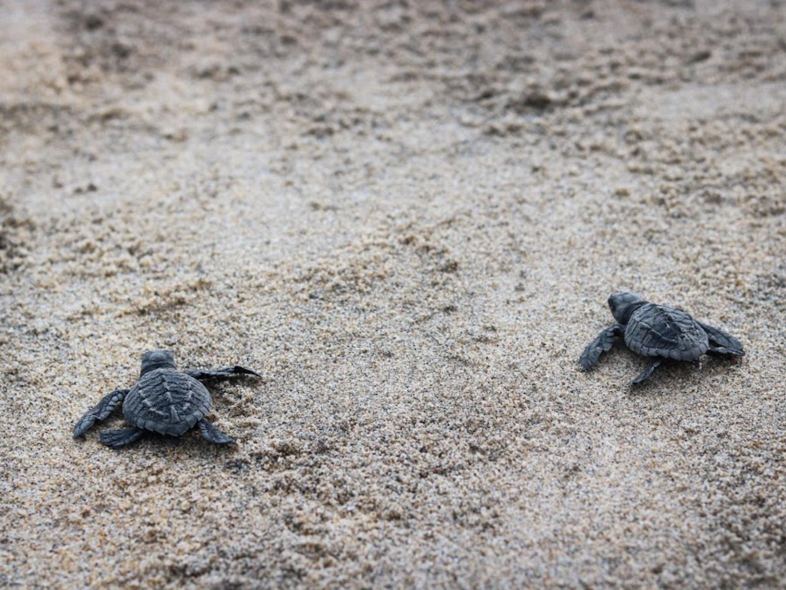 Rondreis Mexico, Puerto Escondido, baby schildpadden op strand