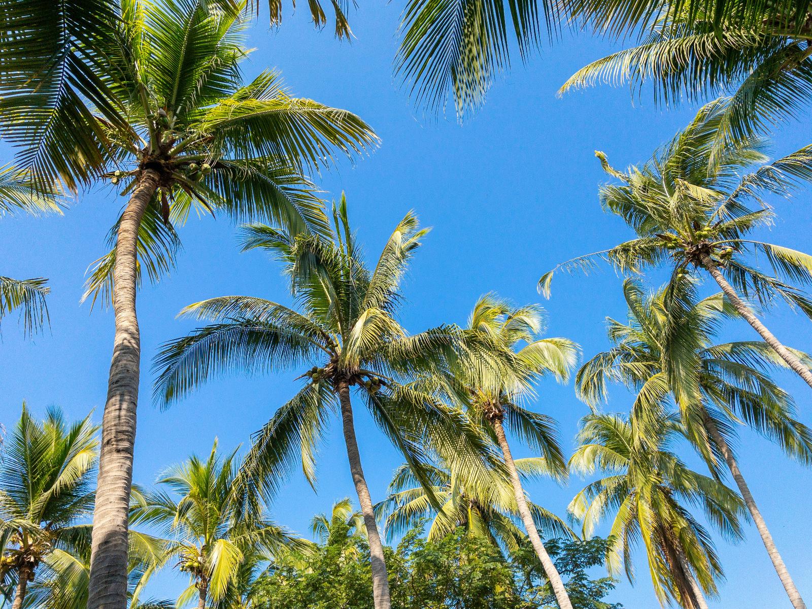 Rondreis Mexico, Puerto Escondido, palmbomen en blauwe lucht