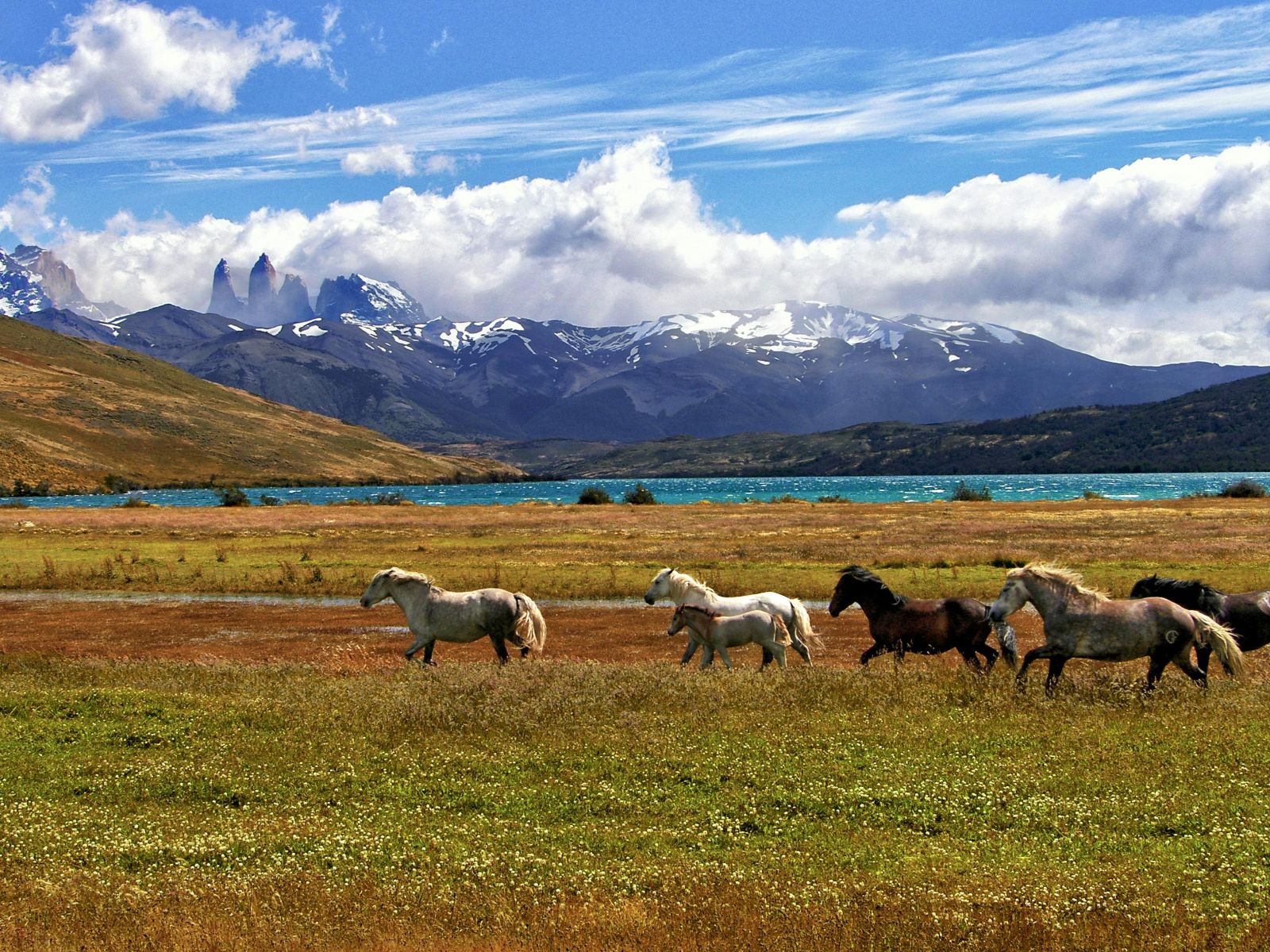 Rondreis Argentinië, El Calafate, excursie 4x4 Torres del Paine, paarden