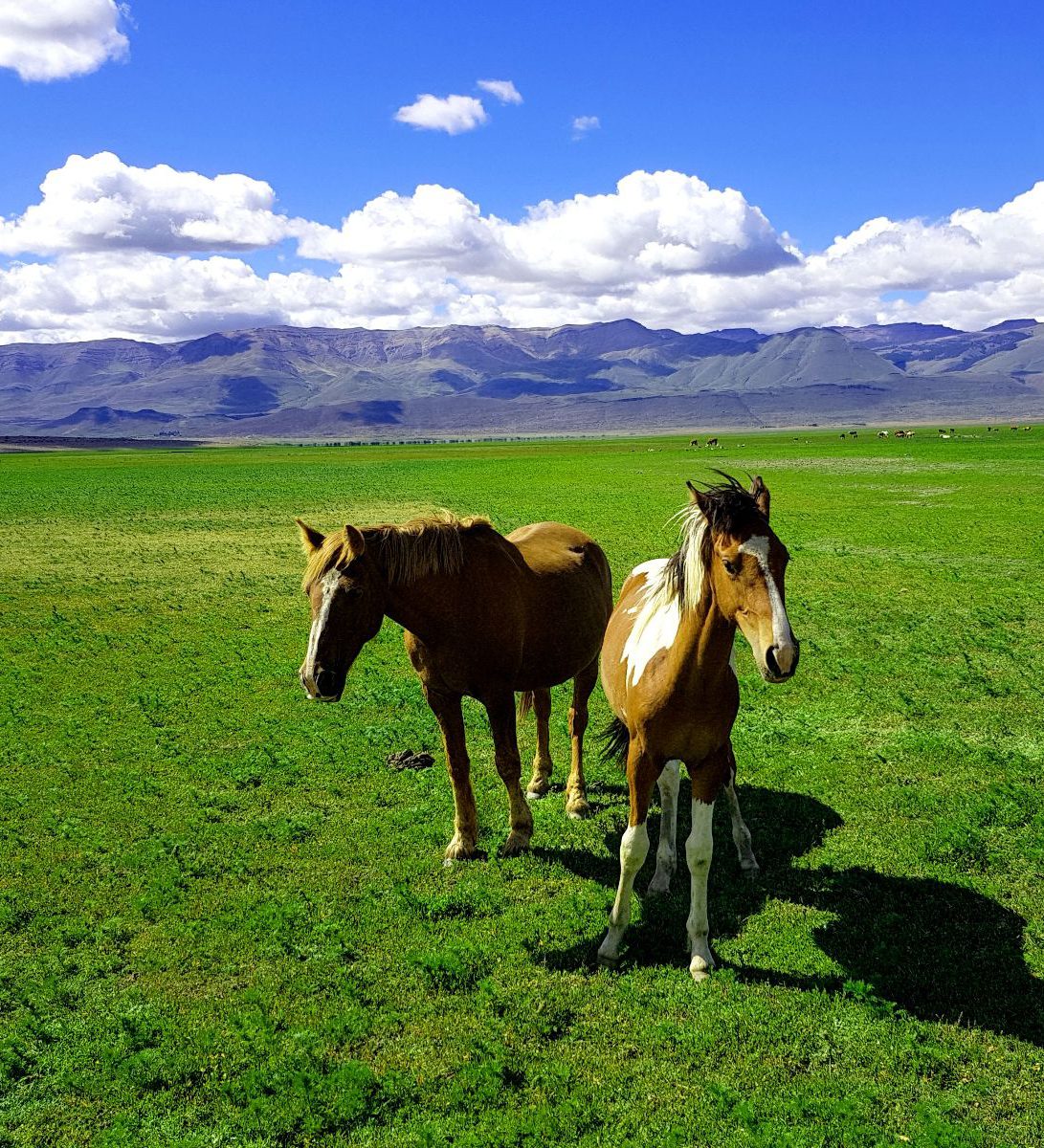 Rondreis Argentinië, El Calafate, excursie paardrijden Estancia Rio Mitre, paarden