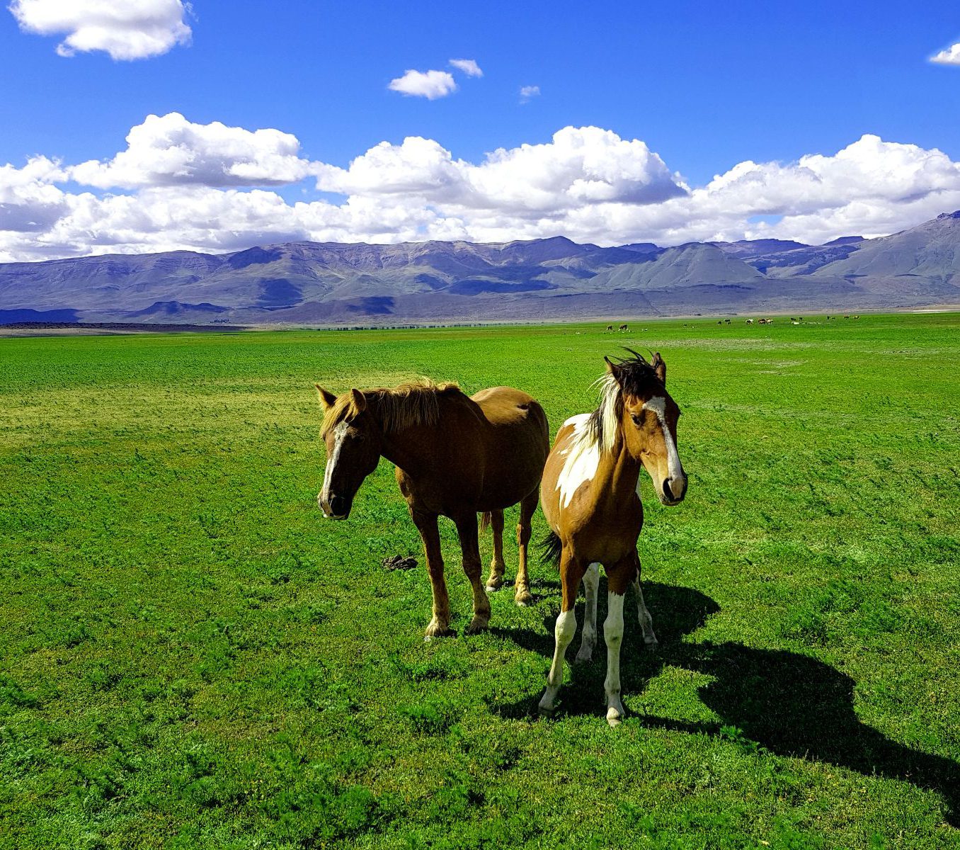 Rondreis Argentinië, El Calafate, excursie paardrijden Estancia Rio Mitre, paarden