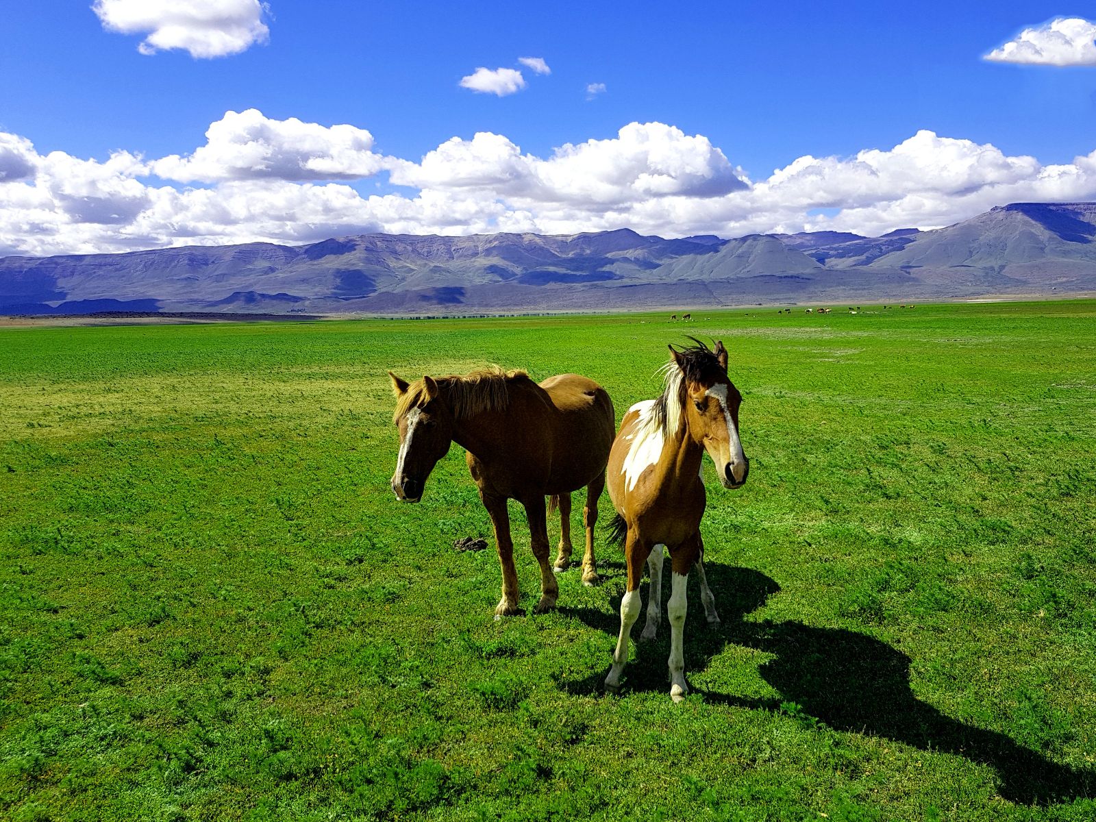 Rondreis Argentinië, El Calafate, excursie paardrijden Estancia Rio Mitre, paarden