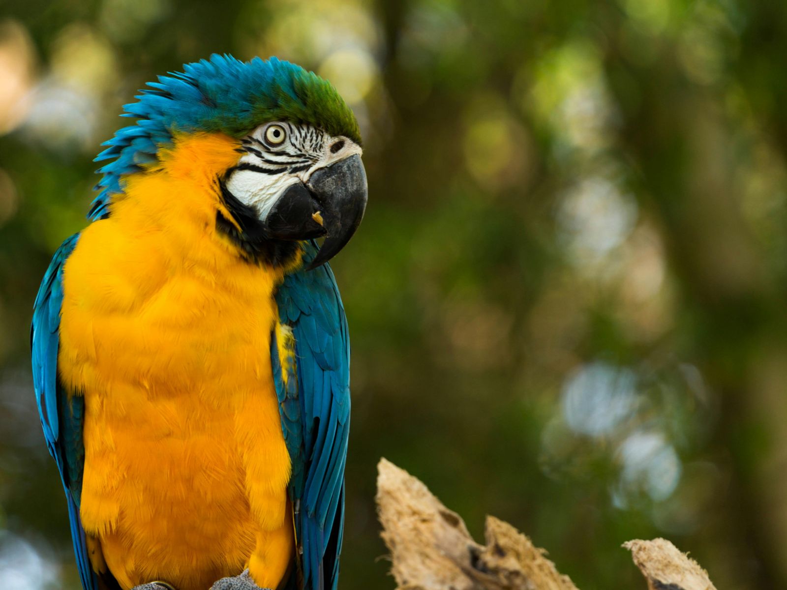 Rondreis Argentinië, Iguazu, excursie vogelpark Parque das Aves, ara